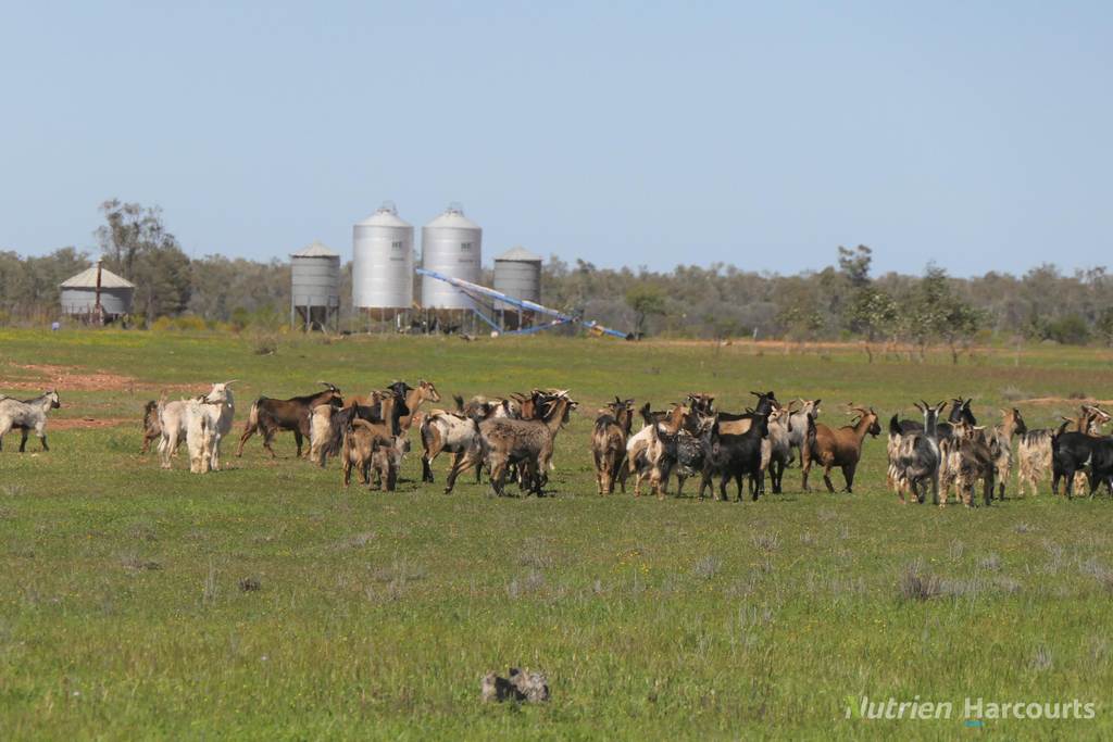 2488 Wilga Downs Road, Cobar NSW 2835