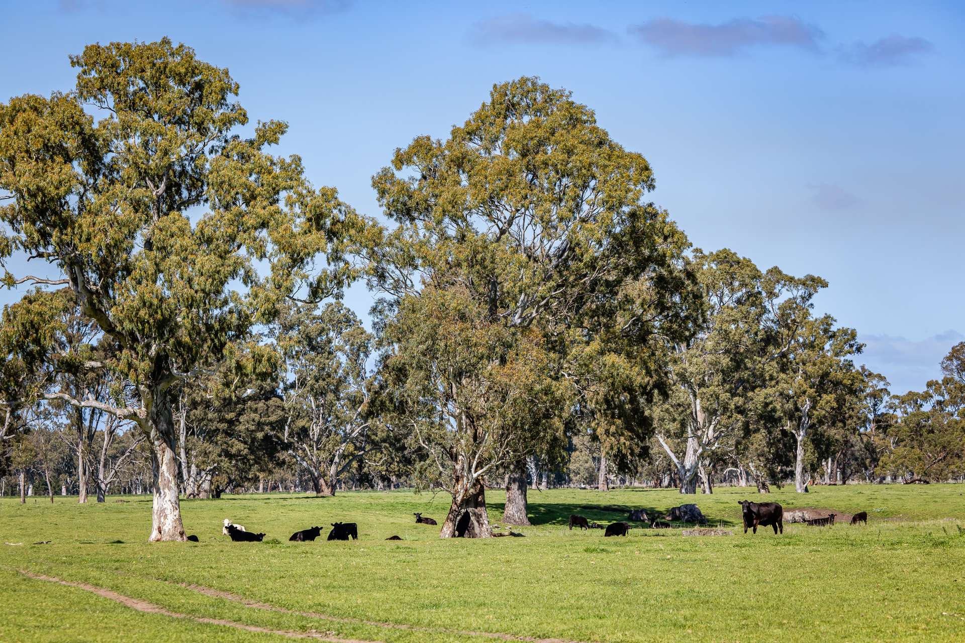 3699 Casterton-Penola Road, Lake Mundi For Sale by Farmbuy.com - image 2