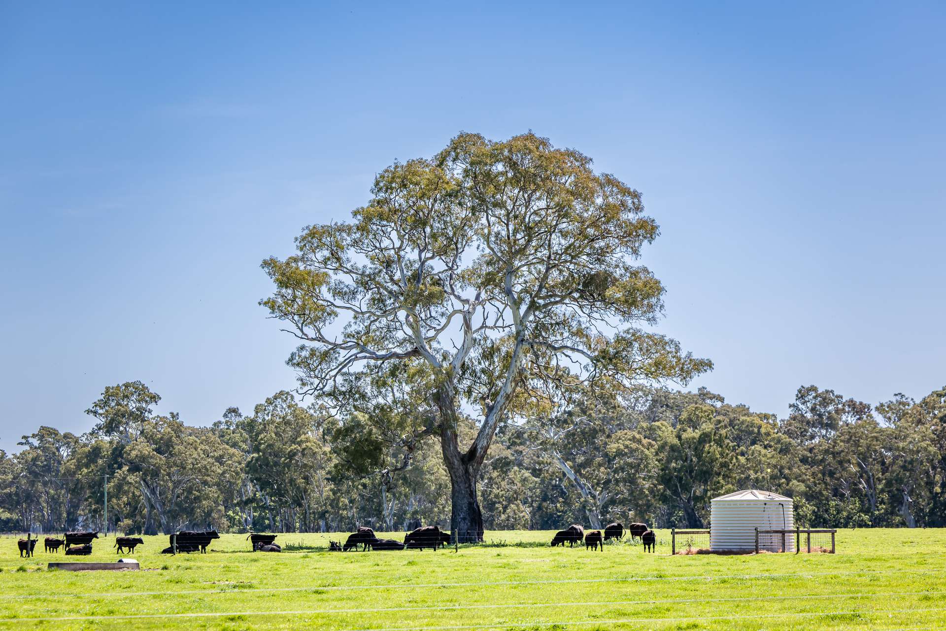 3699 Casterton-Penola Road, Lake Mundi For Sale by Farmbuy.com - image 5