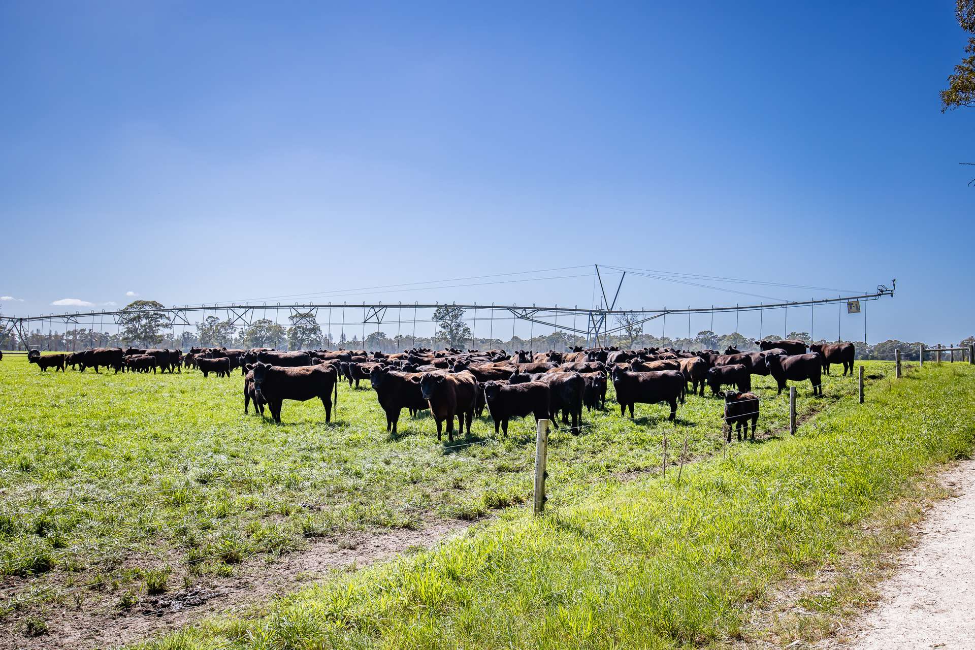 3699 Casterton-Penola Road, Lake Mundi For Sale by Farmbuy.com - image 3