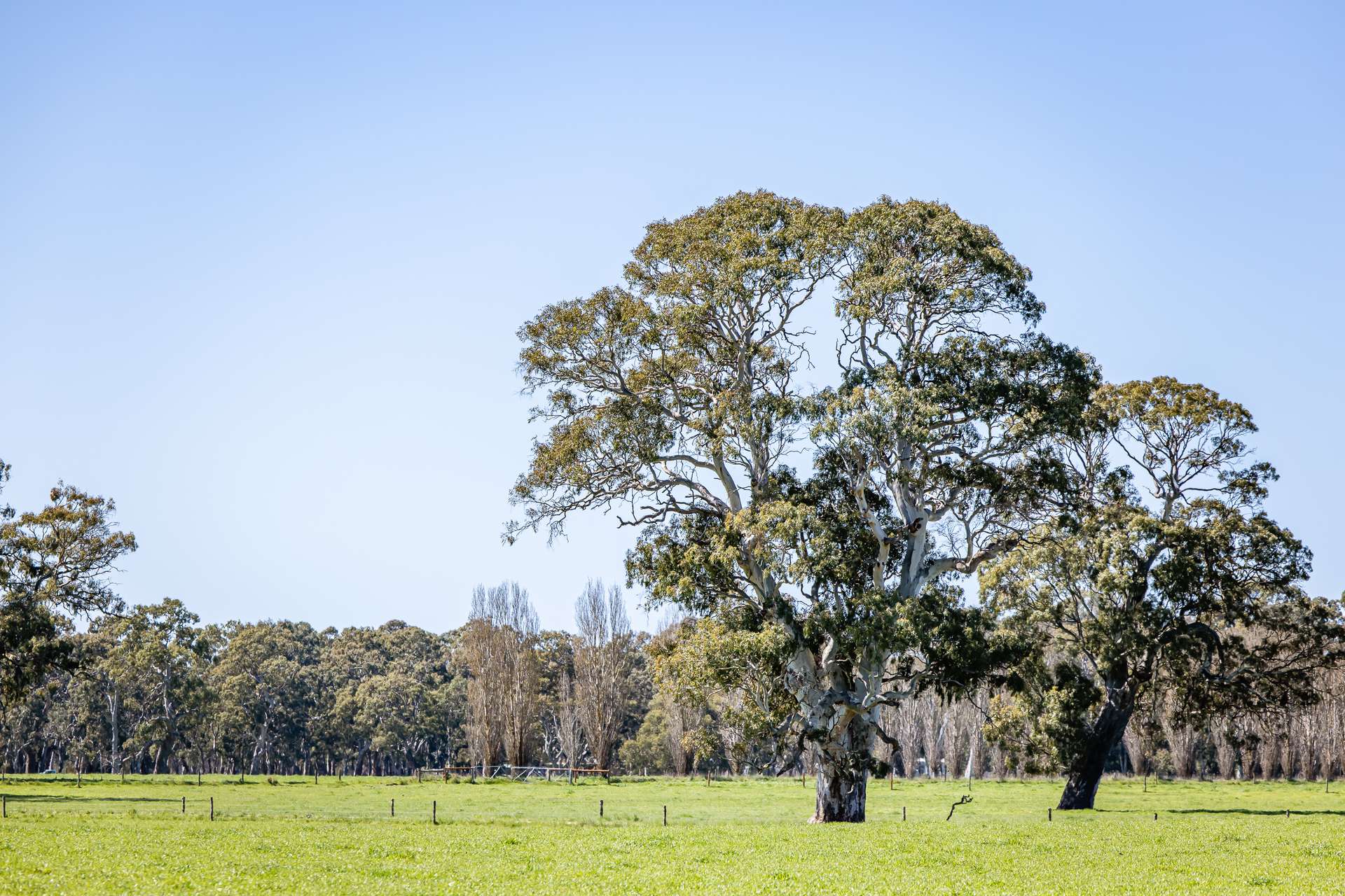 3699 Casterton-Penola Road, Lake Mundi For Sale by Farmbuy.com - image 8