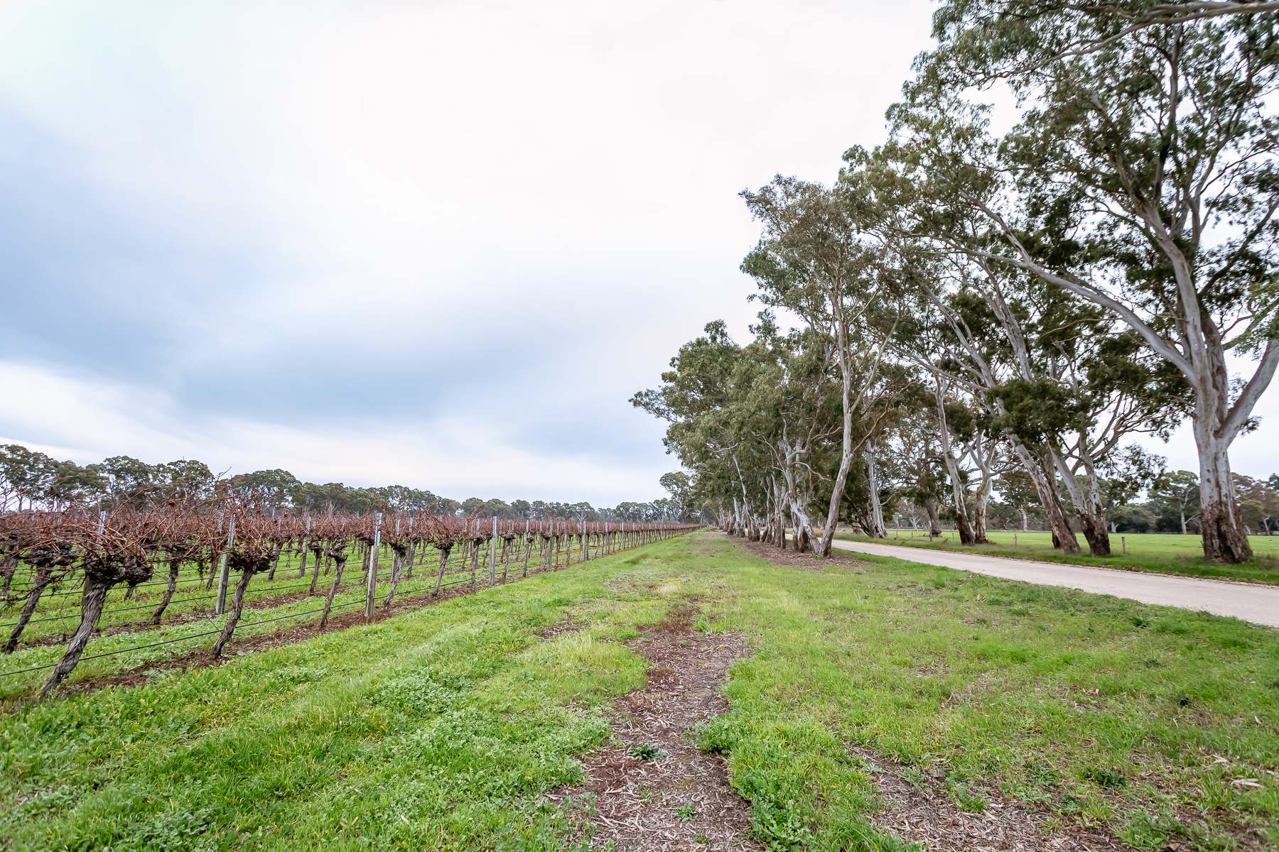 Lot  10 V&A Lane Penola, Coonawarra For Sale by Farmbuy.com - image 5