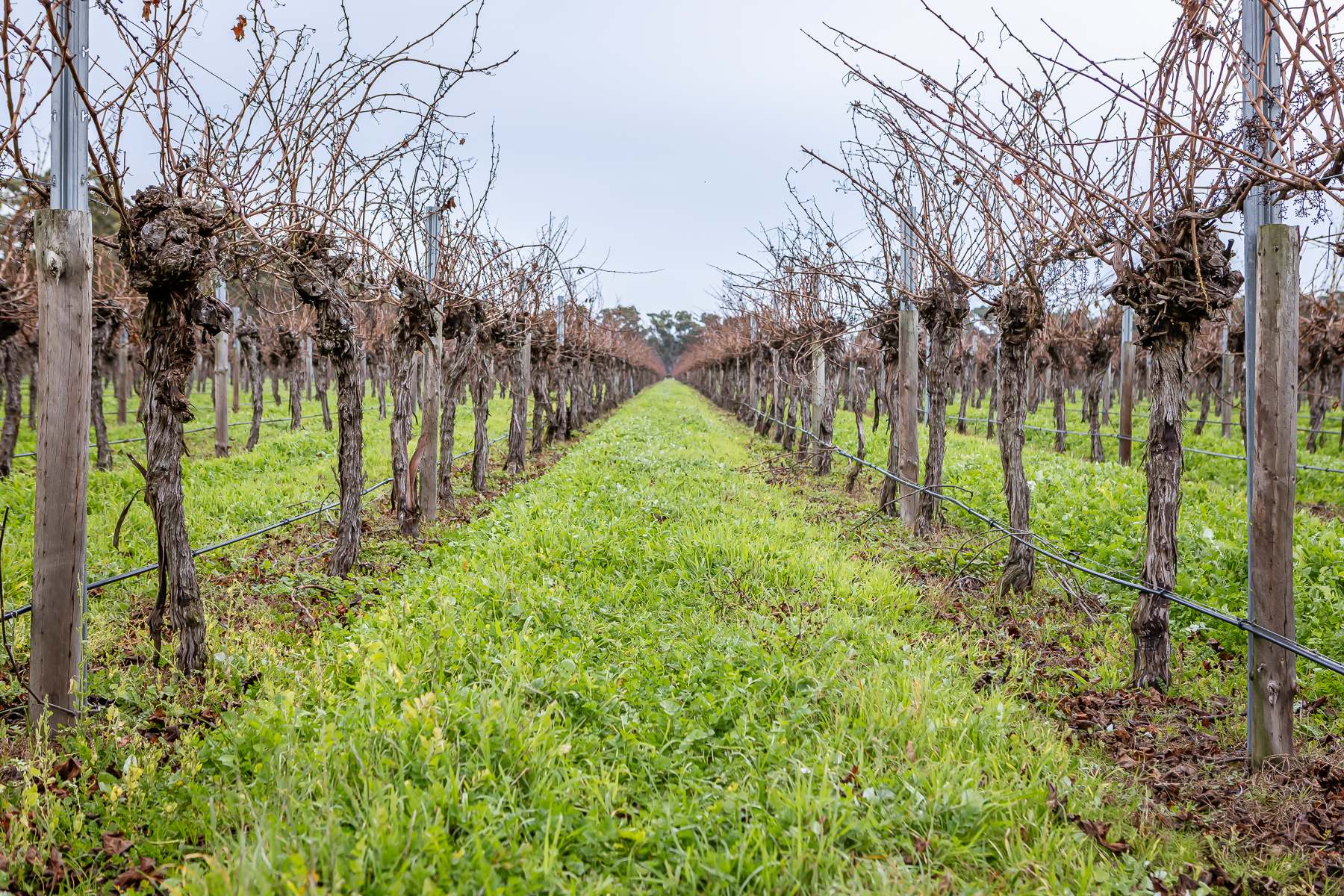 Lot  10 V&A Lane Penola, Coonawarra For Sale by Farmbuy.com - image 2