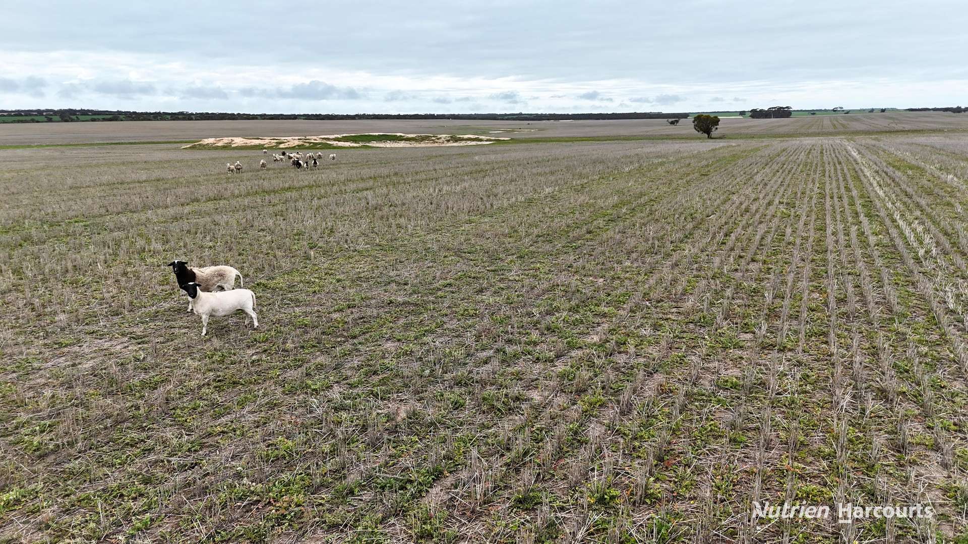 1530 Billericay Road East, South Kumminin Auction by Farmbuy.com - image 3