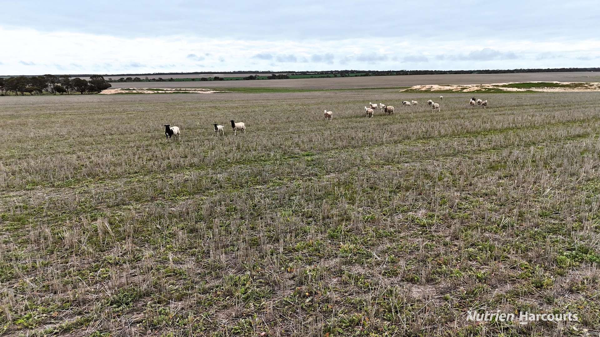 1530 Billericay Road East, South Kumminin Auction by Farmbuy.com - image 7
