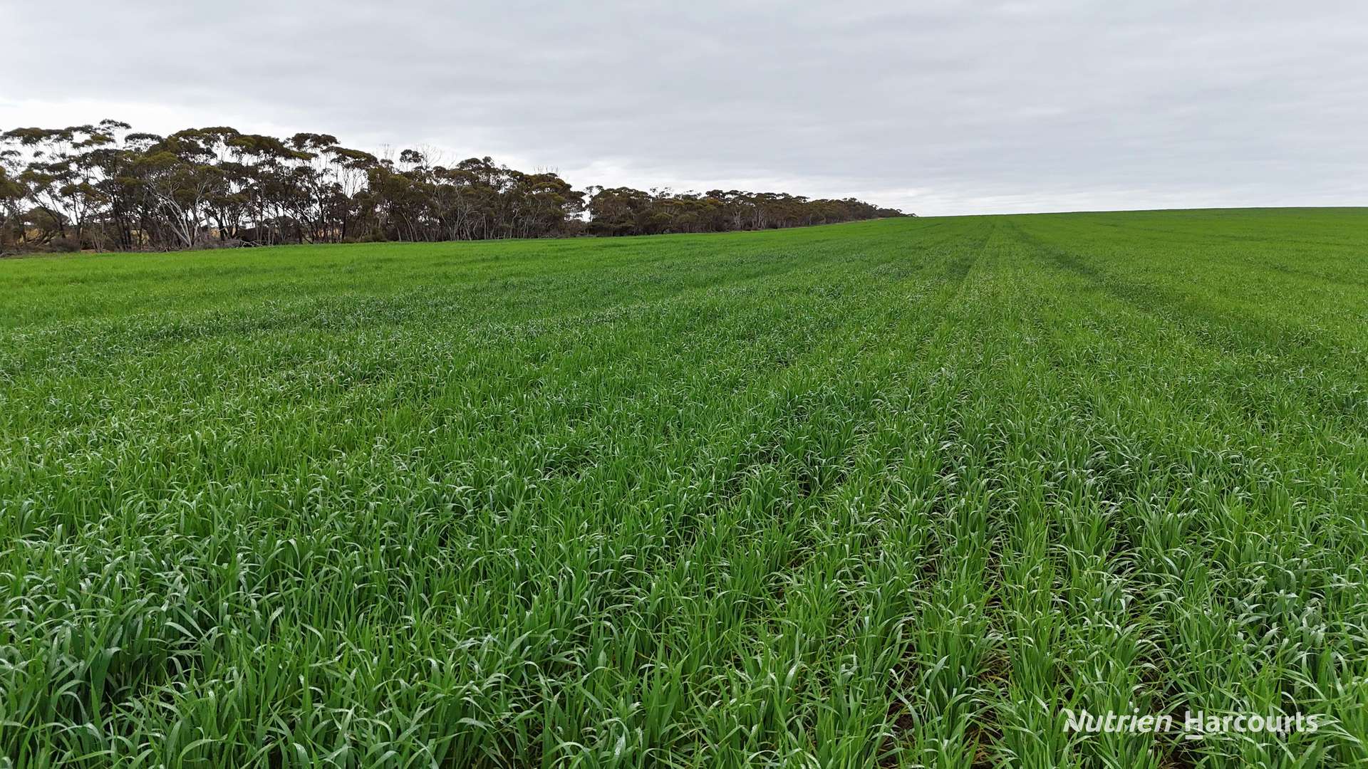 1530 Billericay Road East, South Kumminin Auction by Farmbuy.com - image 5