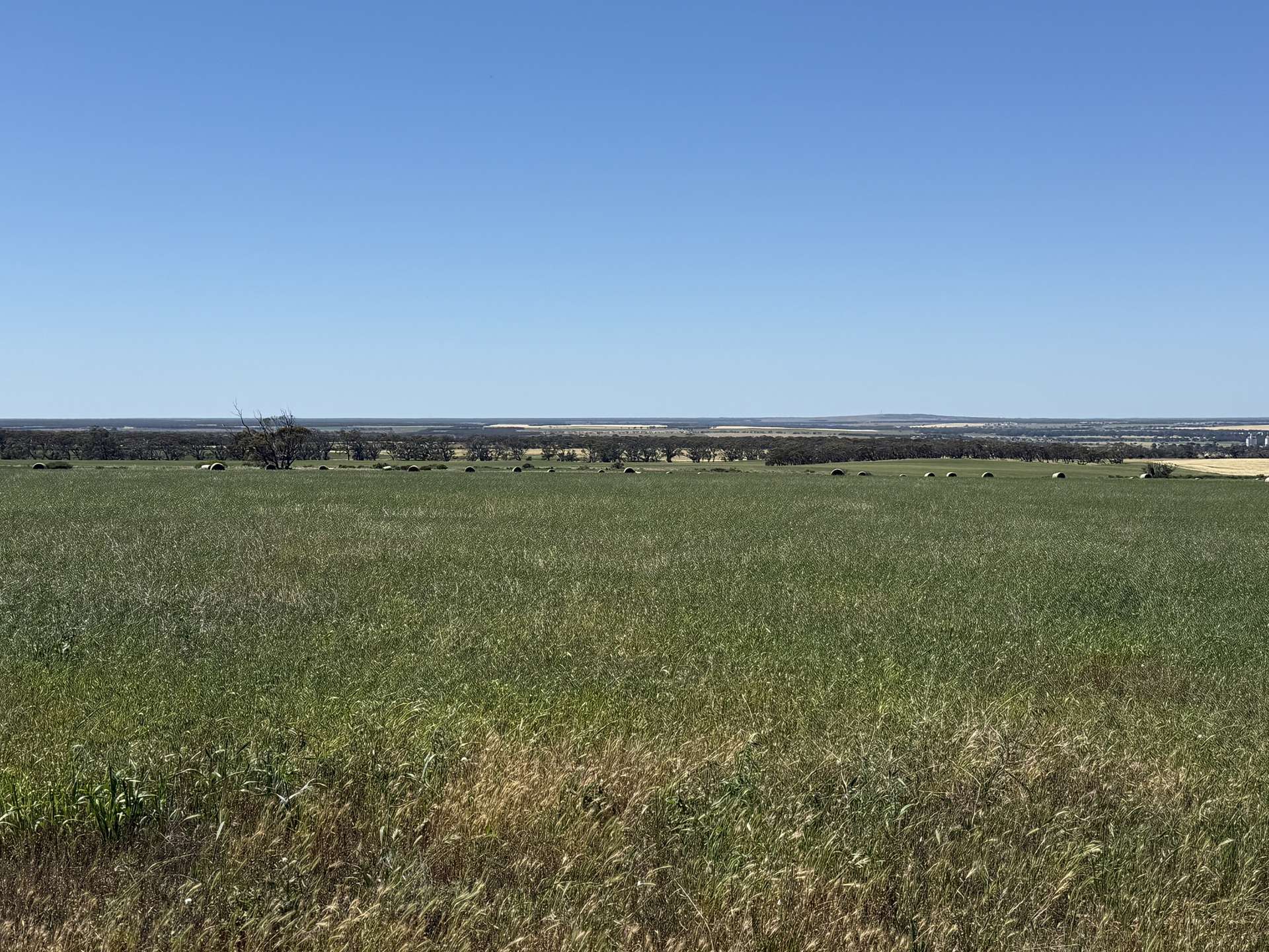 Lot 486 & 487,  Three Chain Road, Cambrai For Sale by Farmbuy.com - image 5