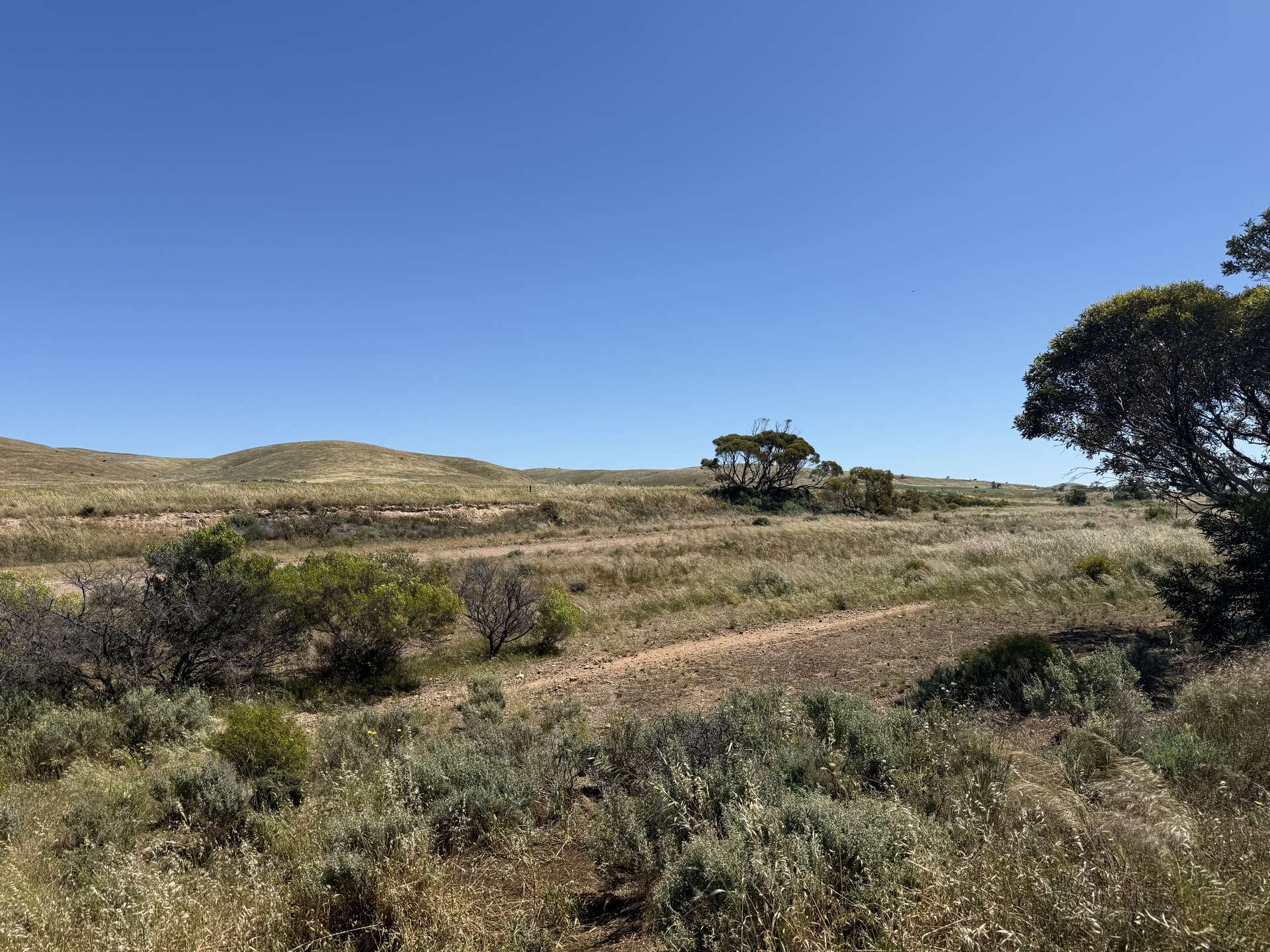Lot 486 & 487,  Three Chain Road, Cambrai For Sale by Farmbuy.com - image 4