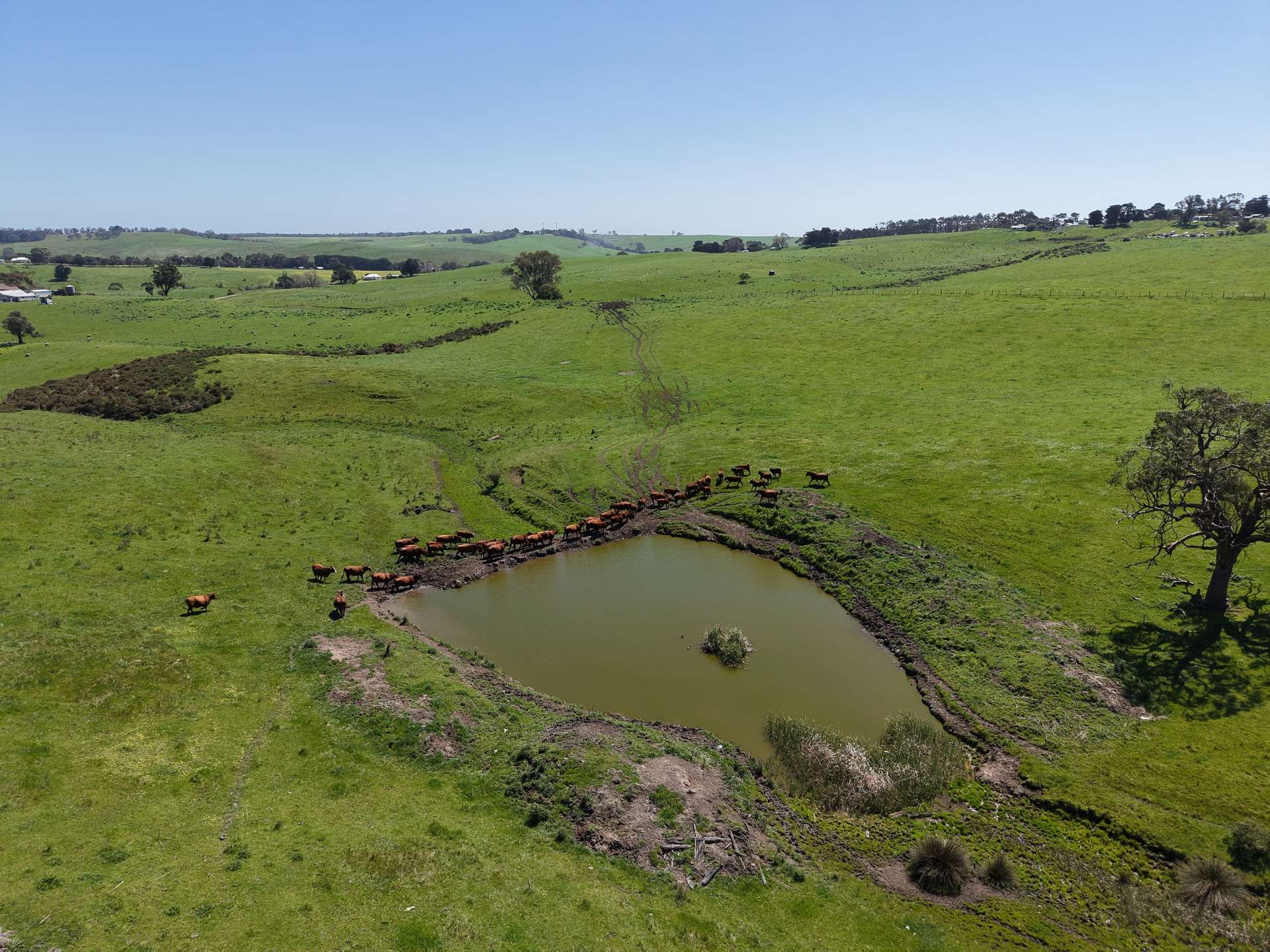 CA17 Bryce Street, Merino For Sale by Farmbuy.com - image 5