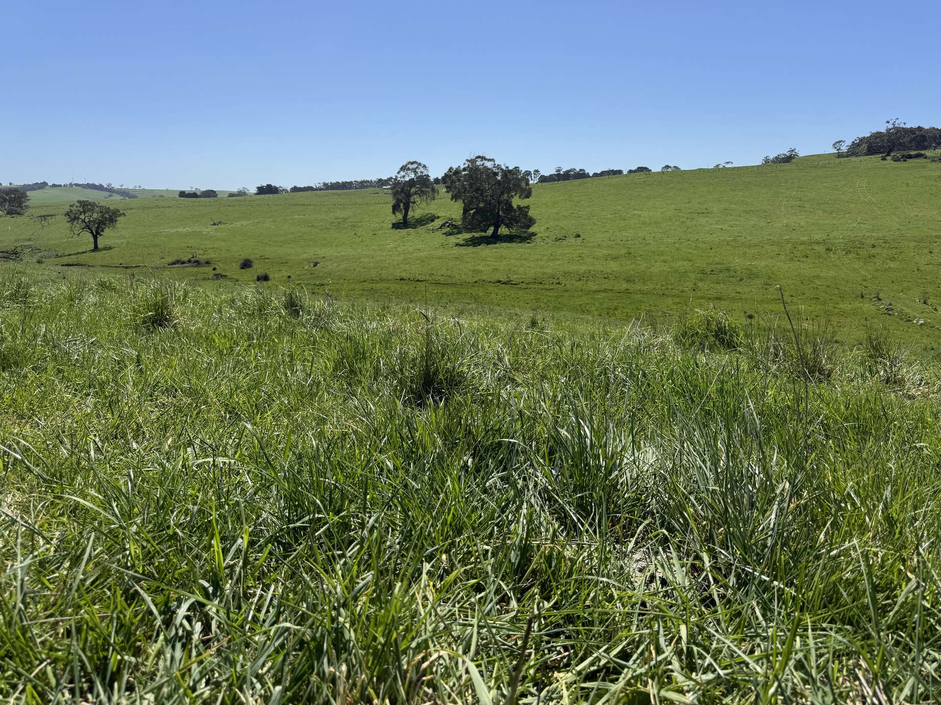 CA17 Bryce Street, Merino For Sale by Farmbuy.com - image 10