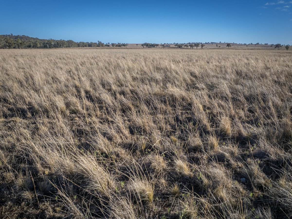 2403 Stanthorpe Inglewood Road, Inglewood For Sale by Farmbuy.com - image 4