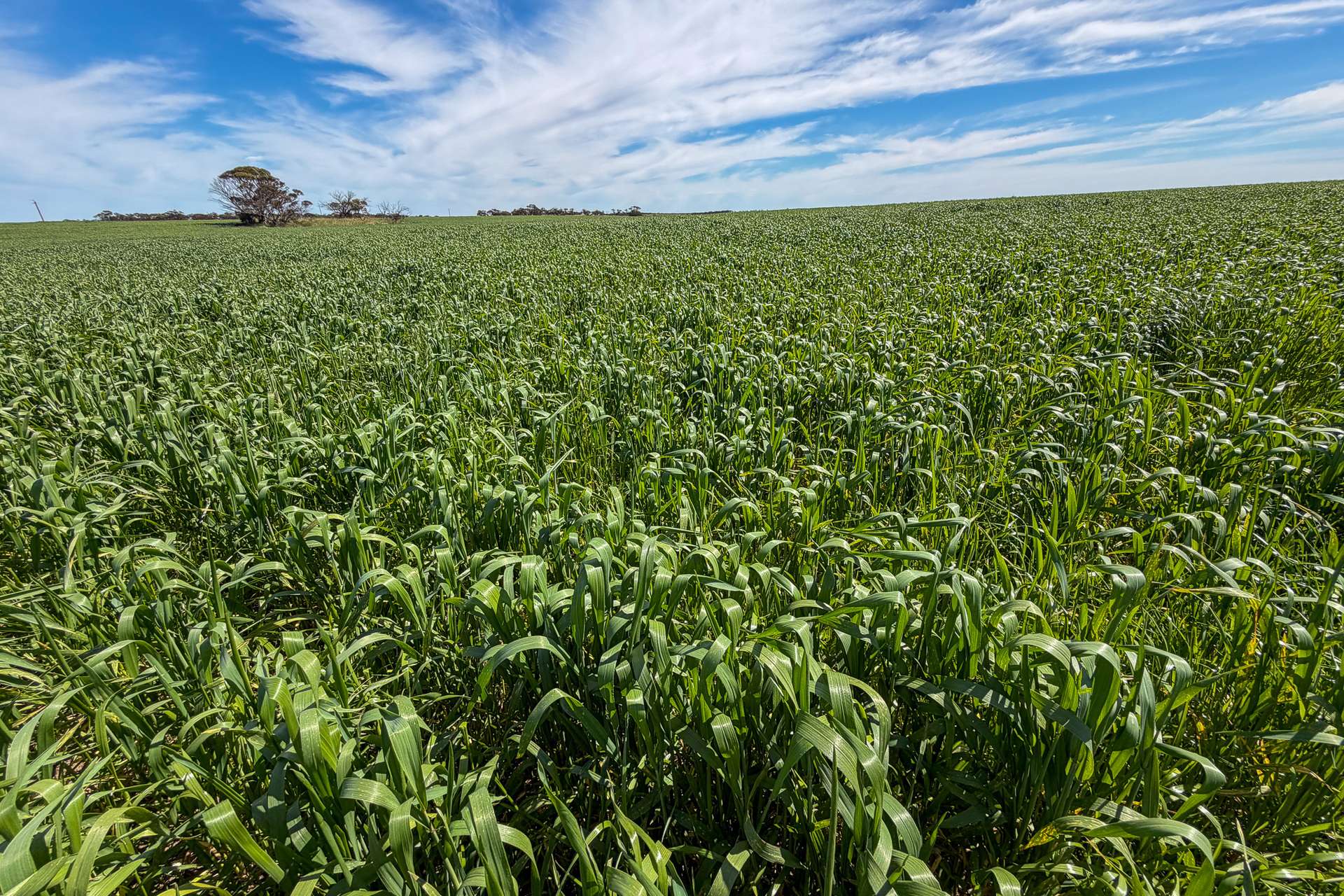 Lot 44 Birdseye Highway, Murlong For Sale by Farmbuy.com - image 5