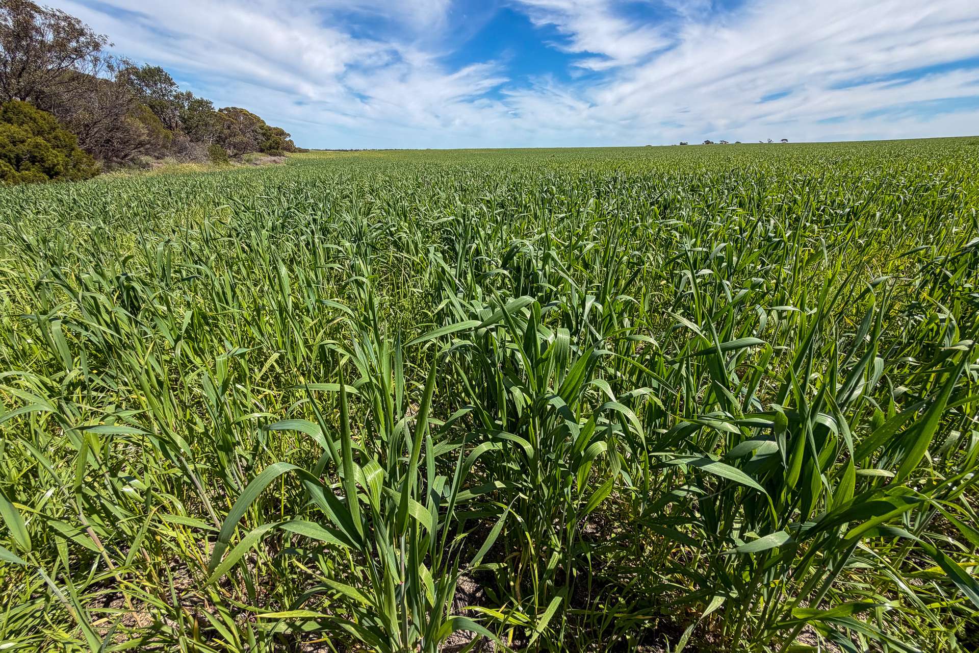 Lot 44 Birdseye Highway, Murlong For Sale by Farmbuy.com - image 2