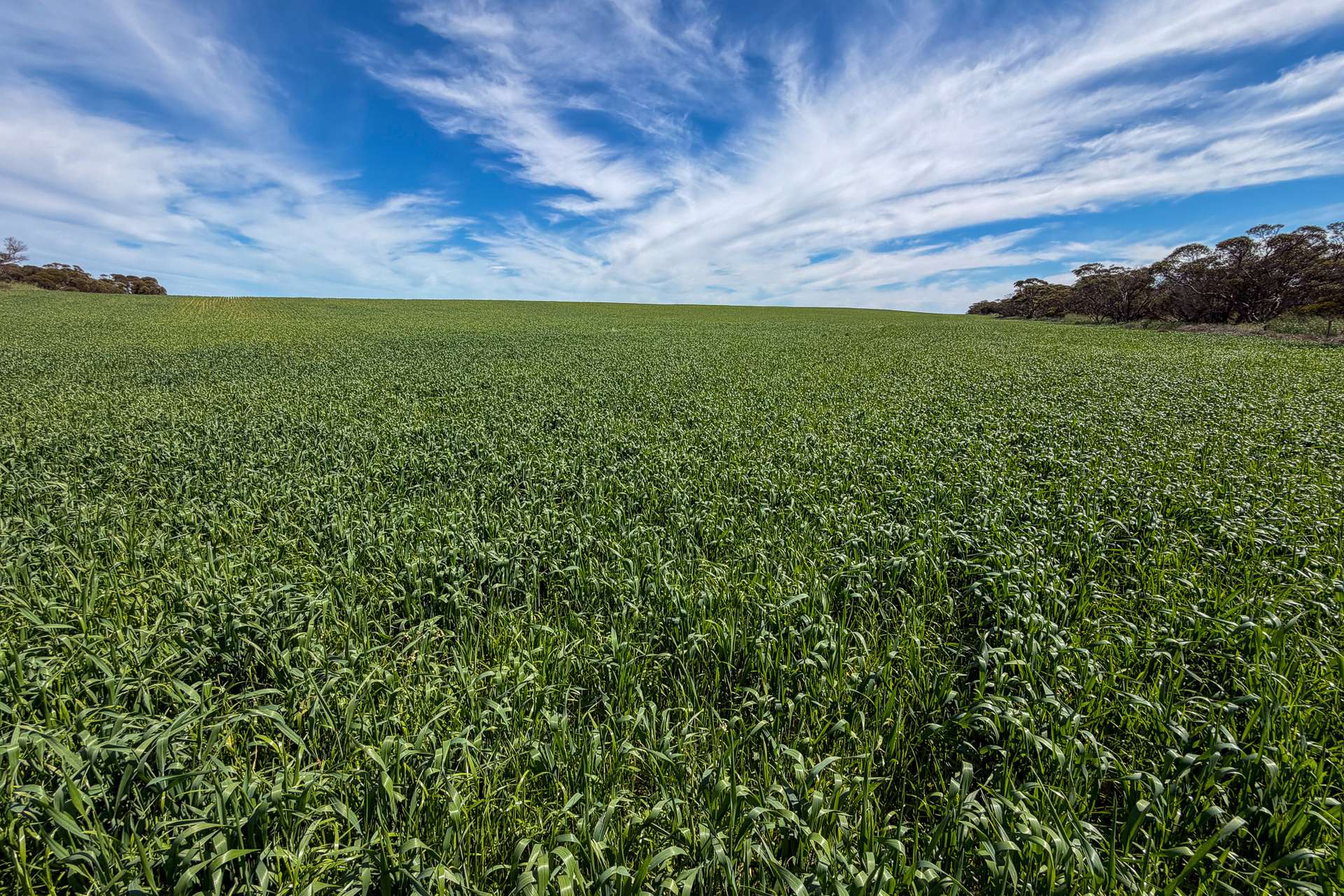 Lot 44 Birdseye Highway, Murlong For Sale by Farmbuy.com - image 10