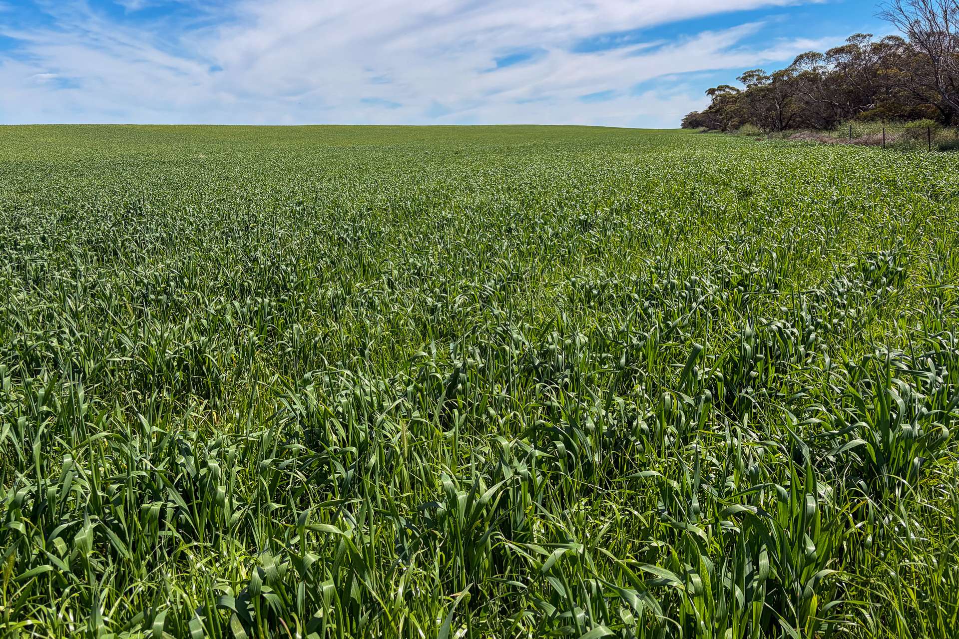Lot 44 Birdseye Highway, Murlong For Sale by Farmbuy.com - image 8