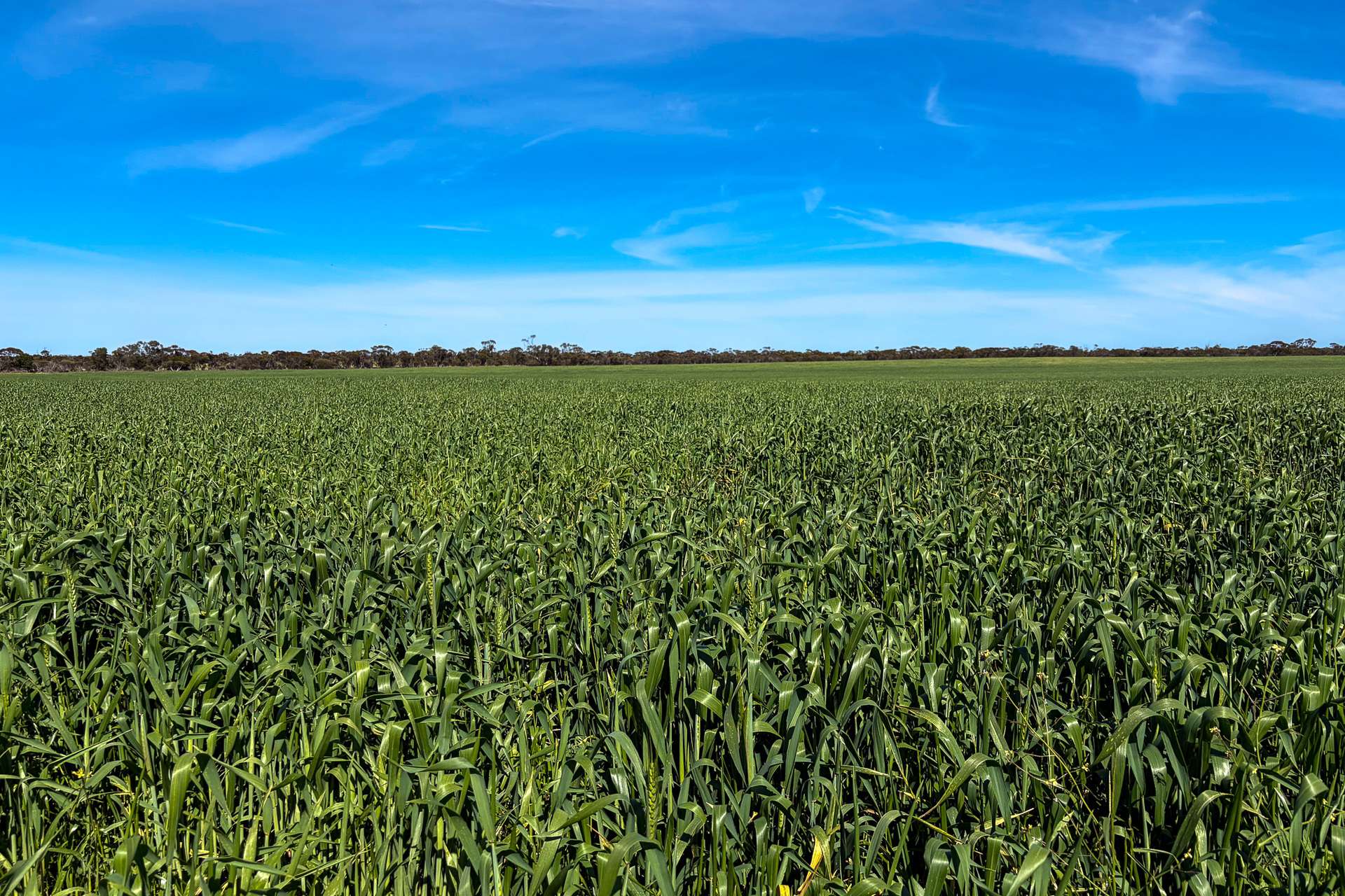 Lot 44 Birdseye Highway, Murlong For Sale by Farmbuy.com - image 3