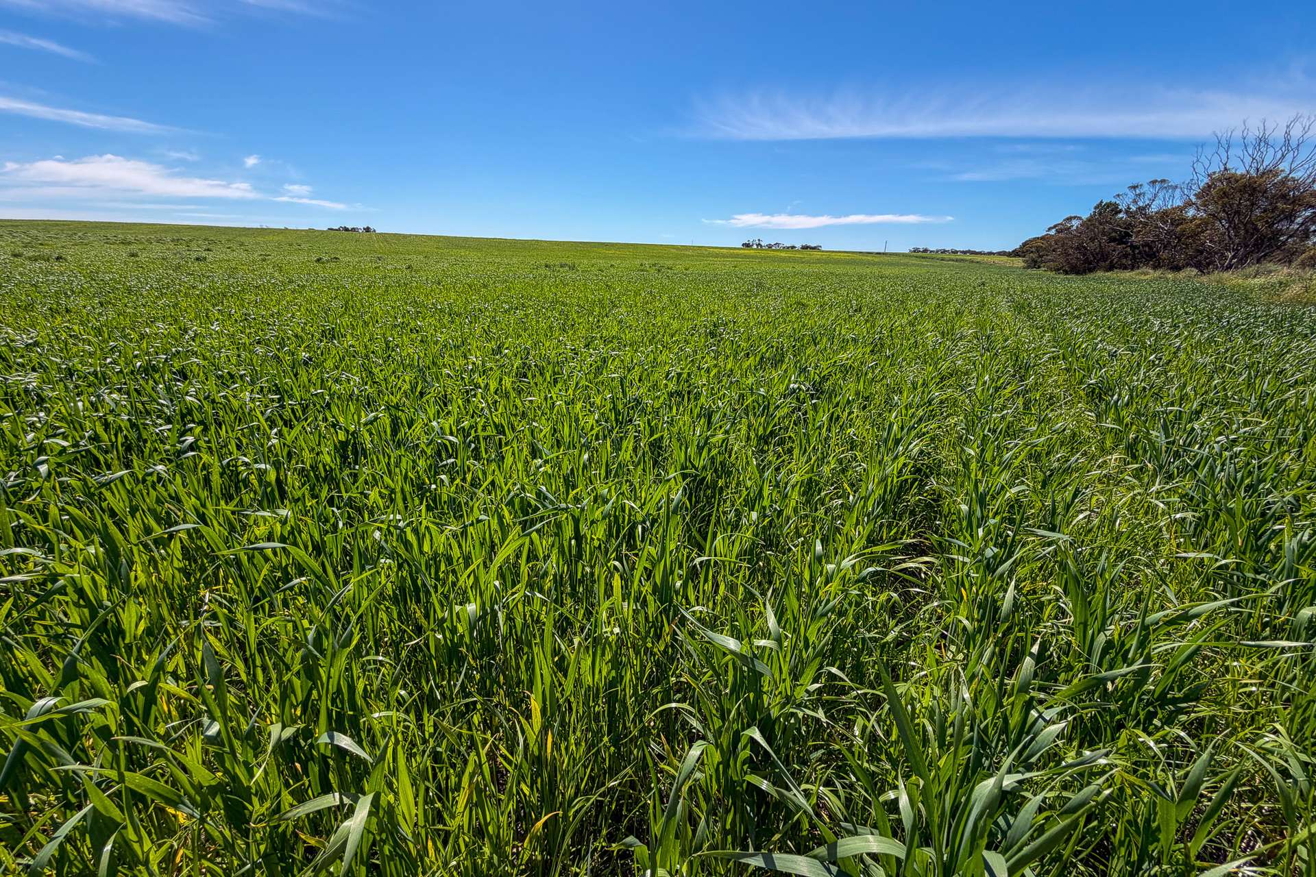 Lot 44 Birdseye Highway, Murlong For Sale by Farmbuy.com - image 4