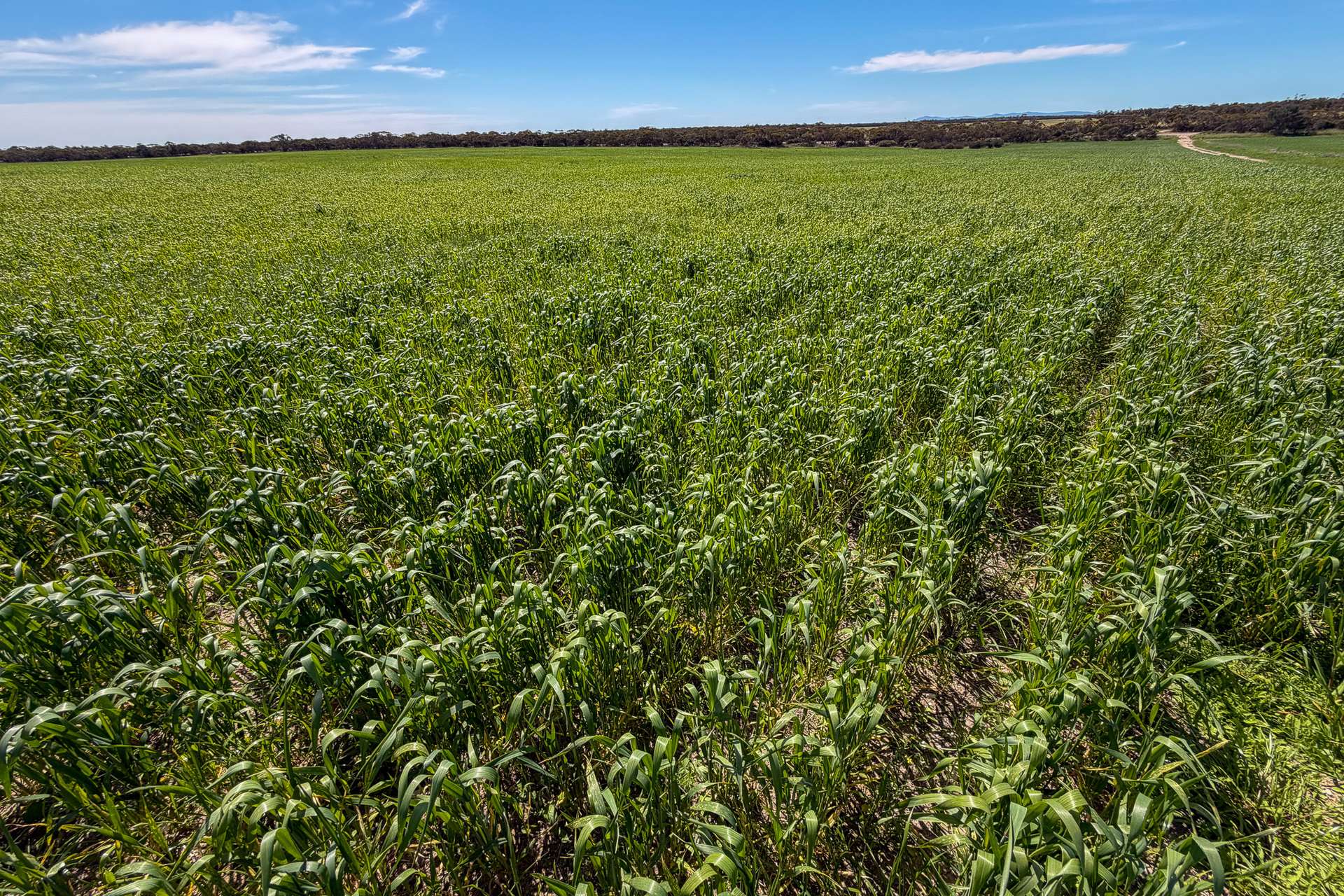 Lot 44 Birdseye Highway, Murlong For Sale by Farmbuy.com - image 9