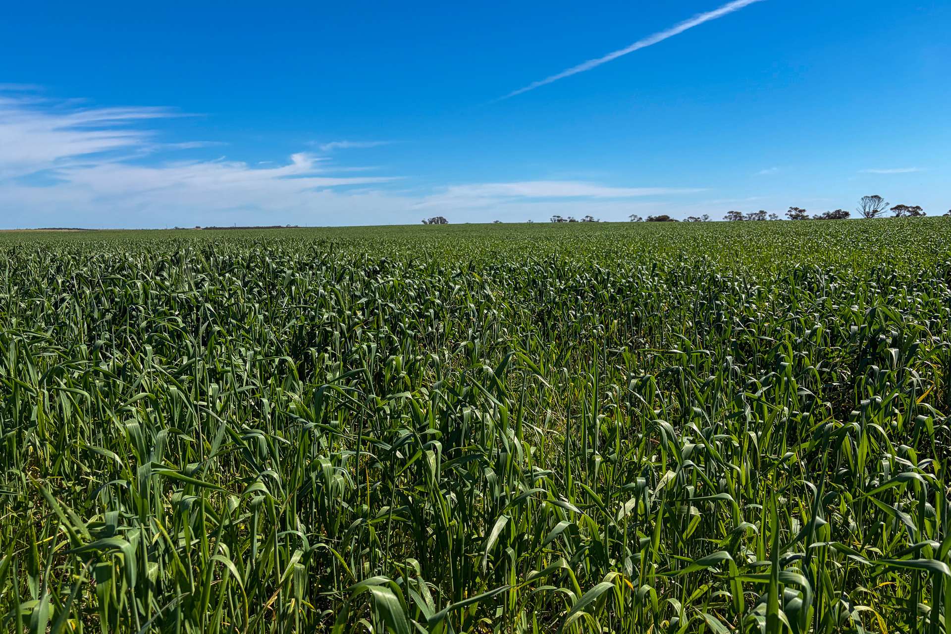 Lot 44 Birdseye Highway, Murlong For Sale by Farmbuy.com - image 6