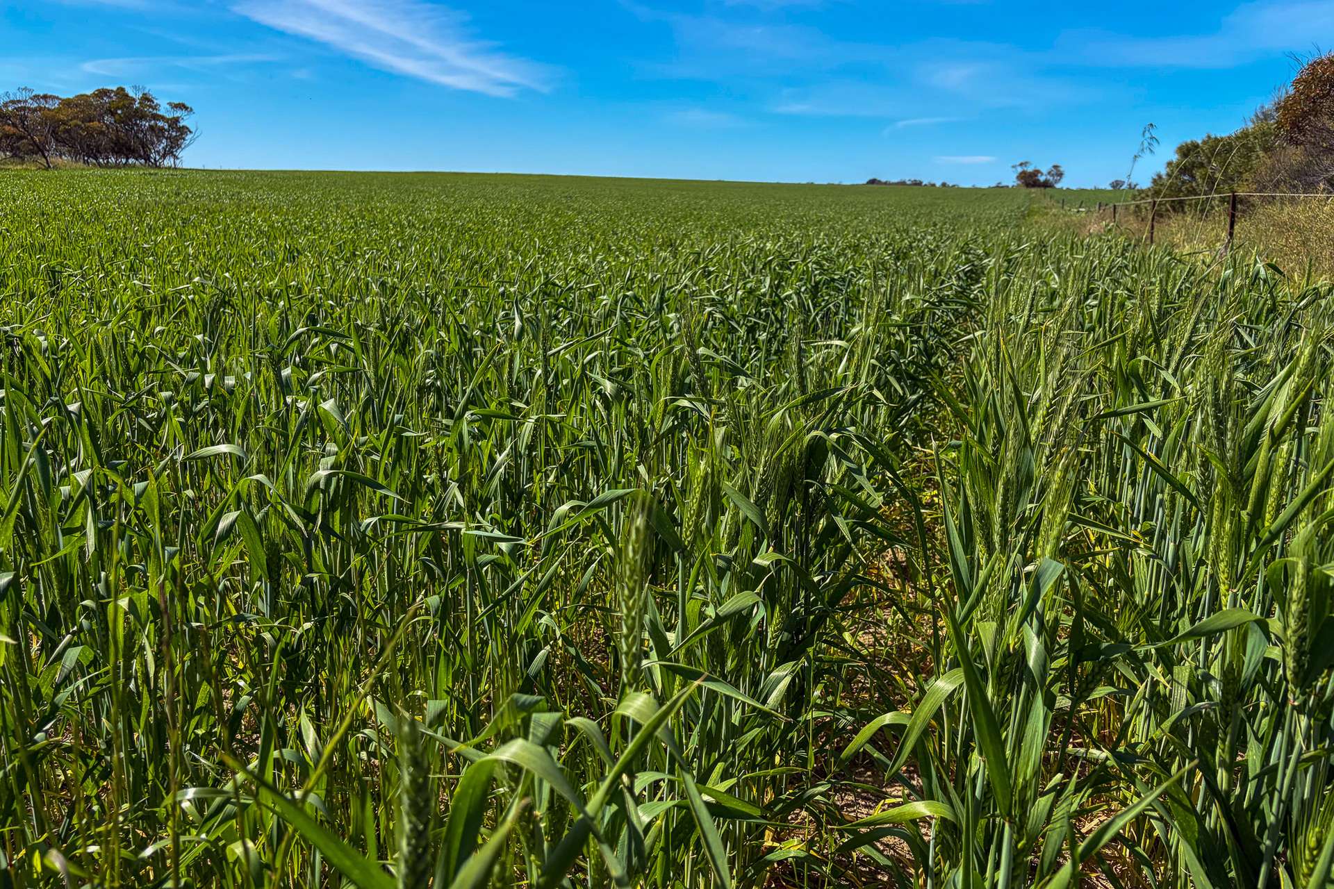 Lot 44 Birdseye Highway, Murlong For Sale by Farmbuy.com - image 7