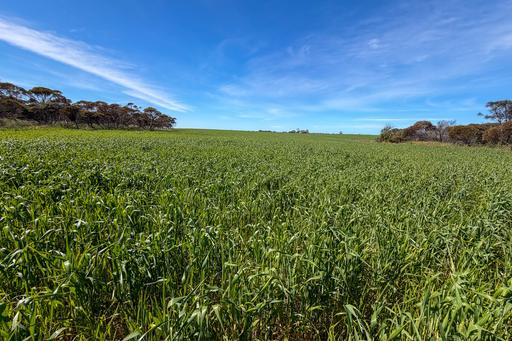 Lot 44 Birdseye Highway, Murlong SA 5642