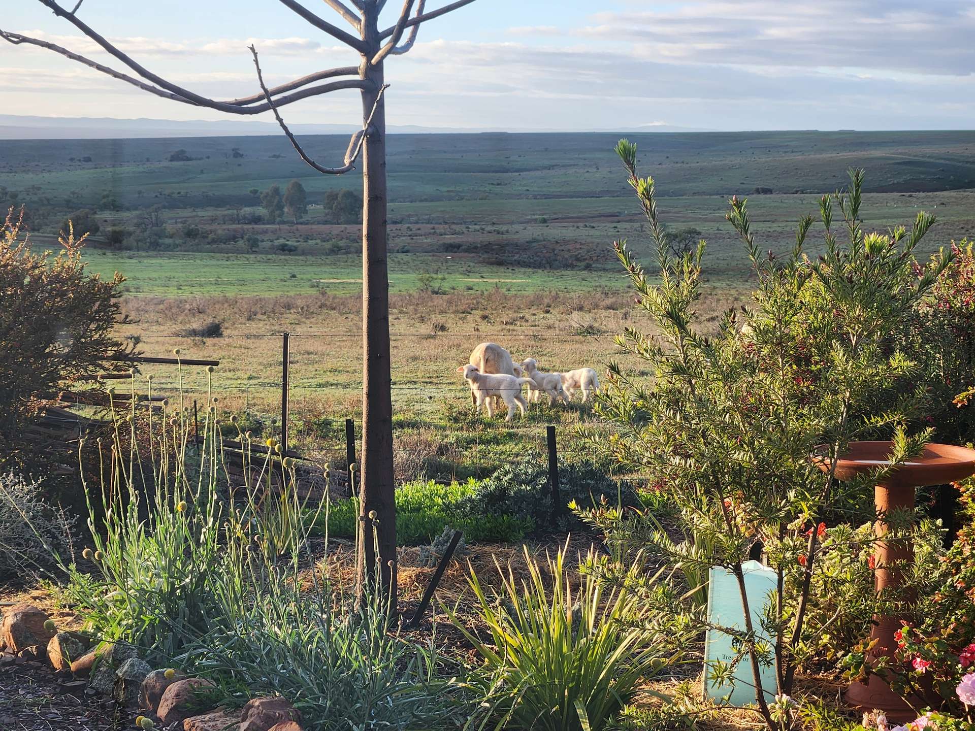 373 Old Gunyah Road, Quorn For Sale by Farmbuy.com - image 25