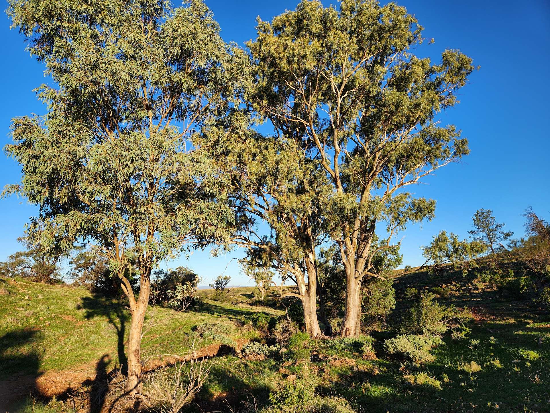 373 Old Gunyah Road, Quorn For Sale by Farmbuy.com - image 27