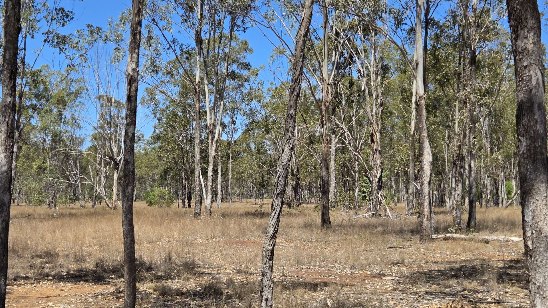 Lot 14 & Lot 9 Mundubbera Durong Road, Brovinia Sold by Farmbuy.com - image 7