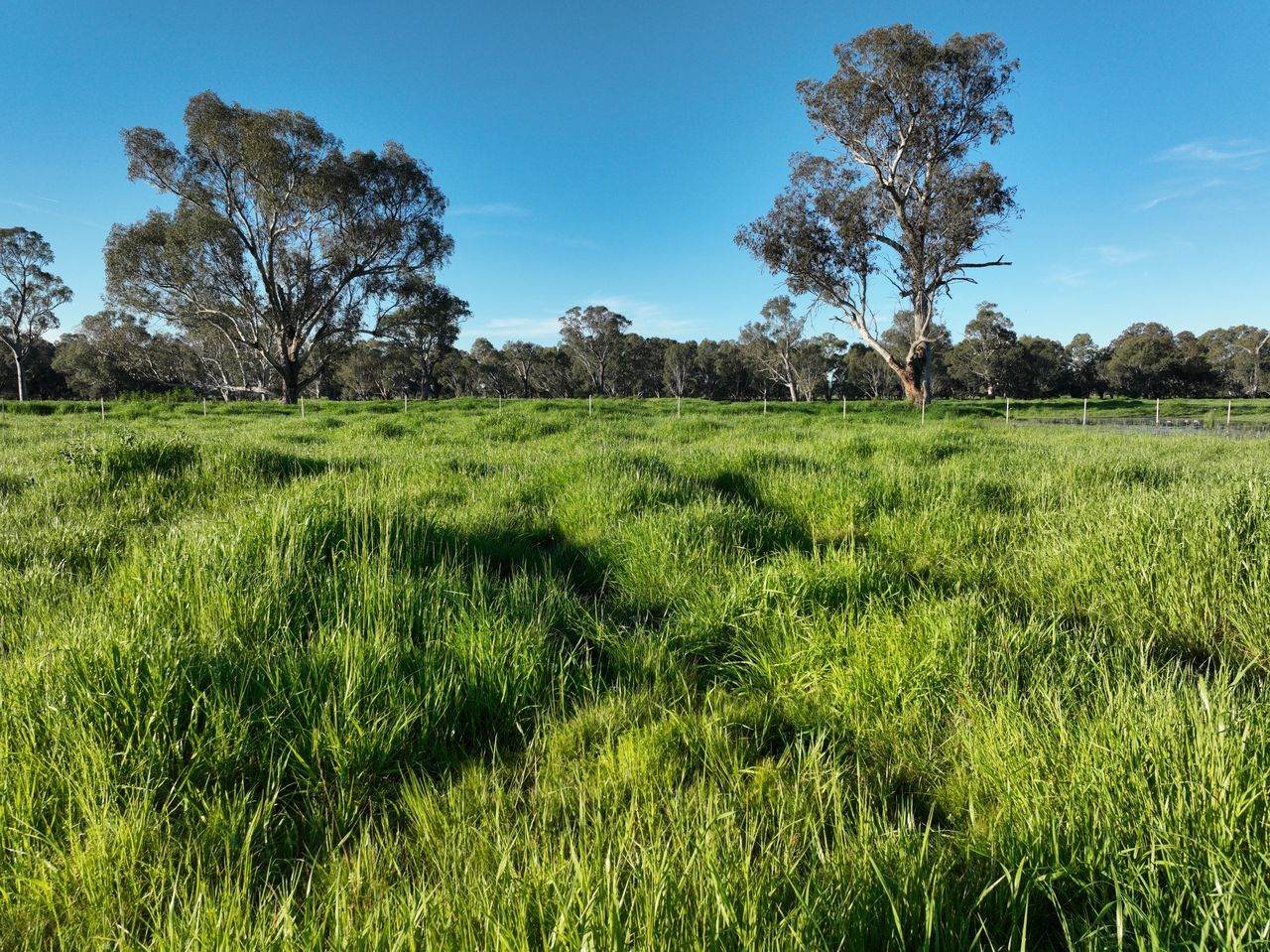 547 Culcairn Holbrook Road, Holbrook For Sale by Farmbuy.com - image 28