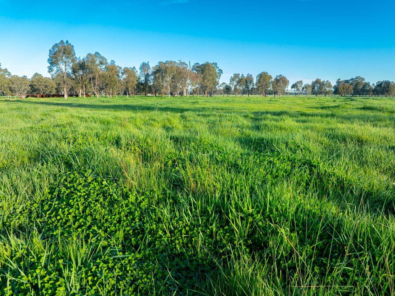 547 Culcairn Holbrook Road, Holbrook For Sale by Farmbuy.com - image 27