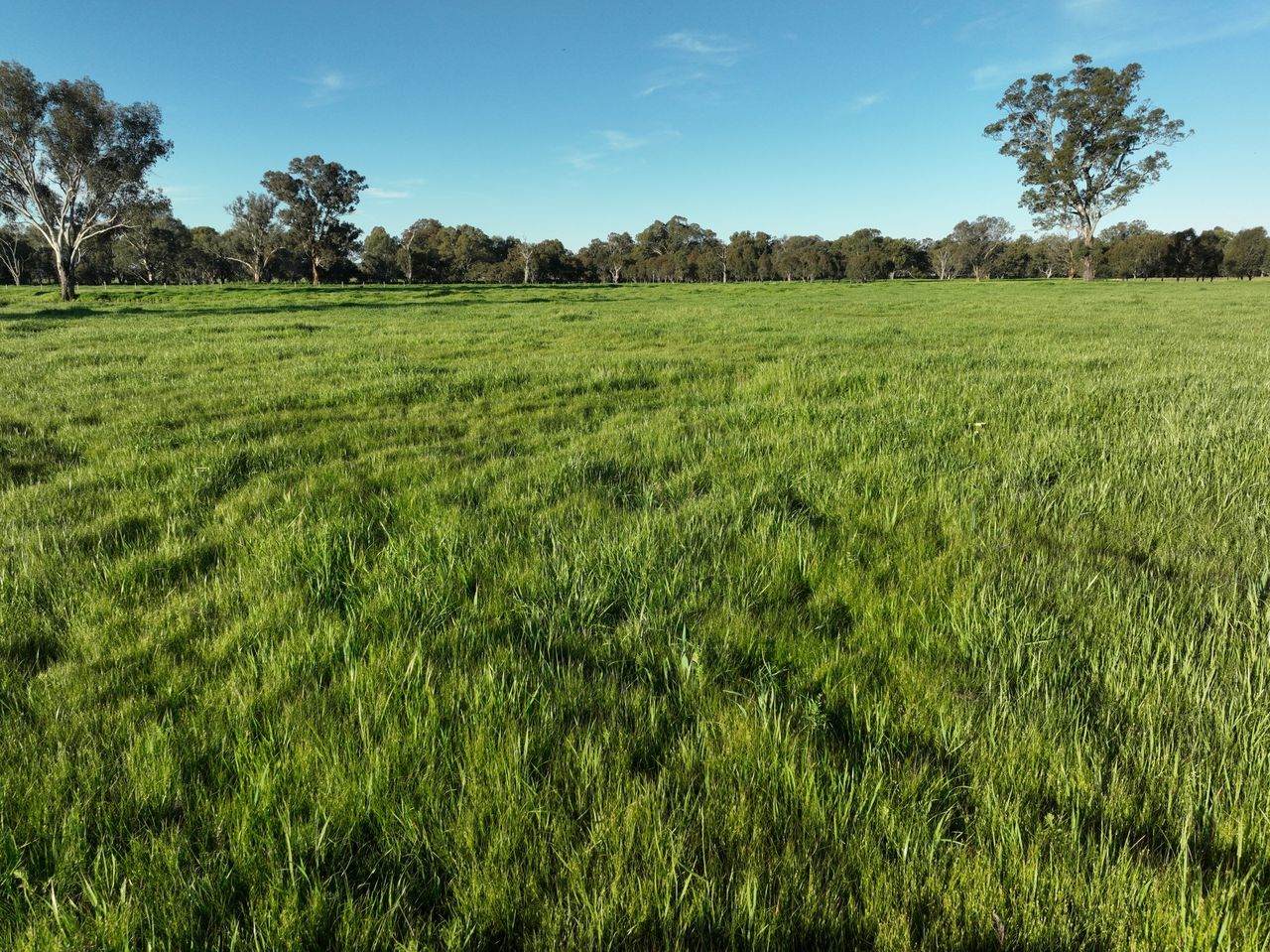 547 Culcairn Holbrook Road, Holbrook For Sale by Farmbuy.com - image 23
