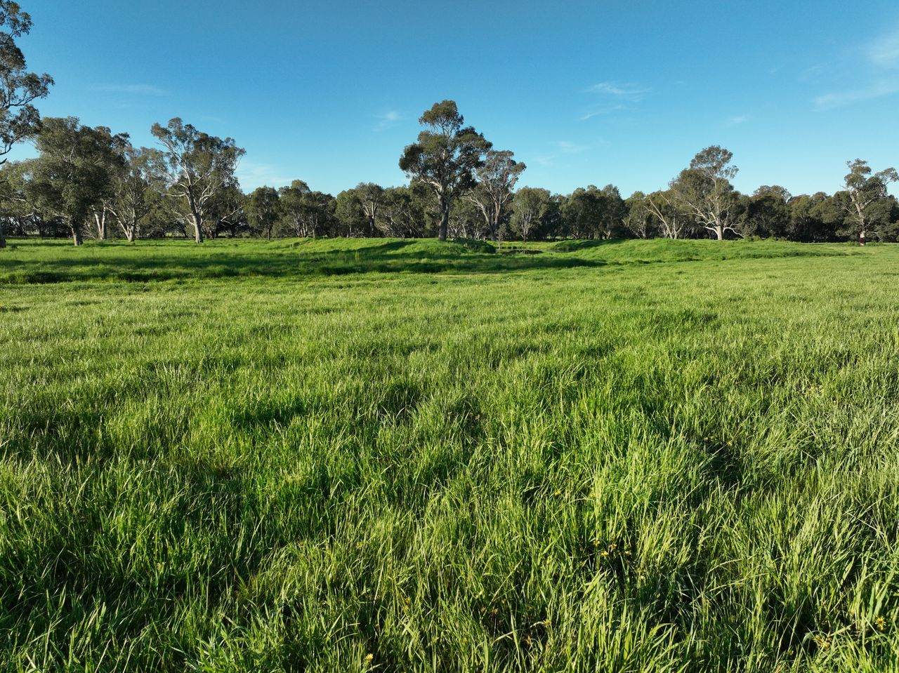 547 Culcairn Holbrook Road, Holbrook For Sale by Farmbuy.com - image 25