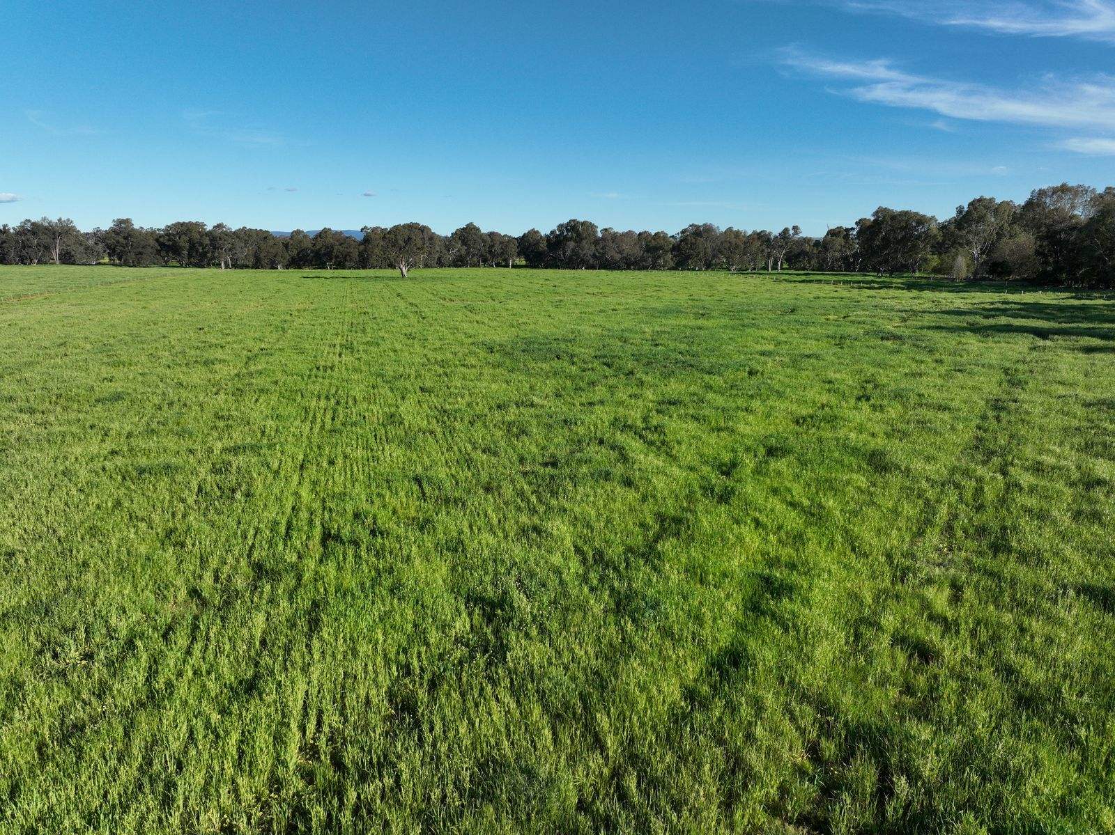 547 Culcairn Holbrook Road, Holbrook For Sale by Farmbuy.com - image 26