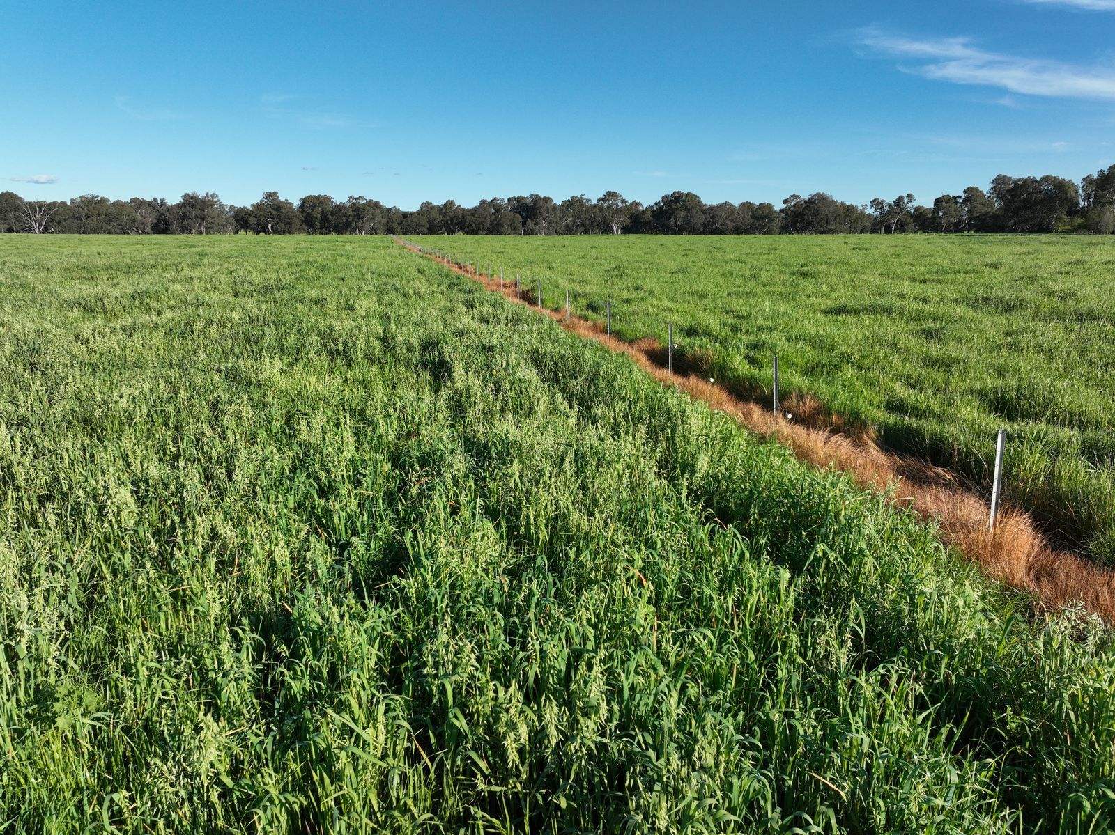 547 Culcairn Holbrook Road, Holbrook For Sale by Farmbuy.com - image 30
