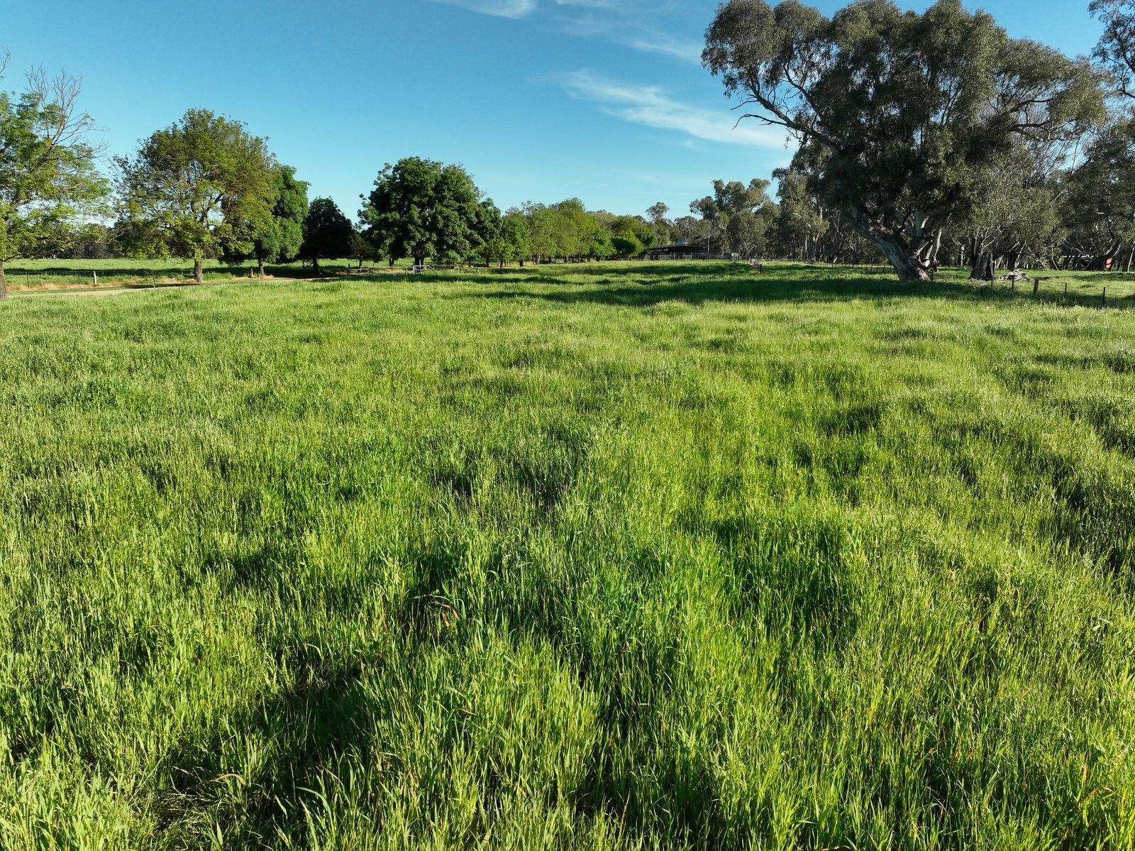 547 Culcairn Holbrook Road, Holbrook For Sale by Farmbuy.com - image 24