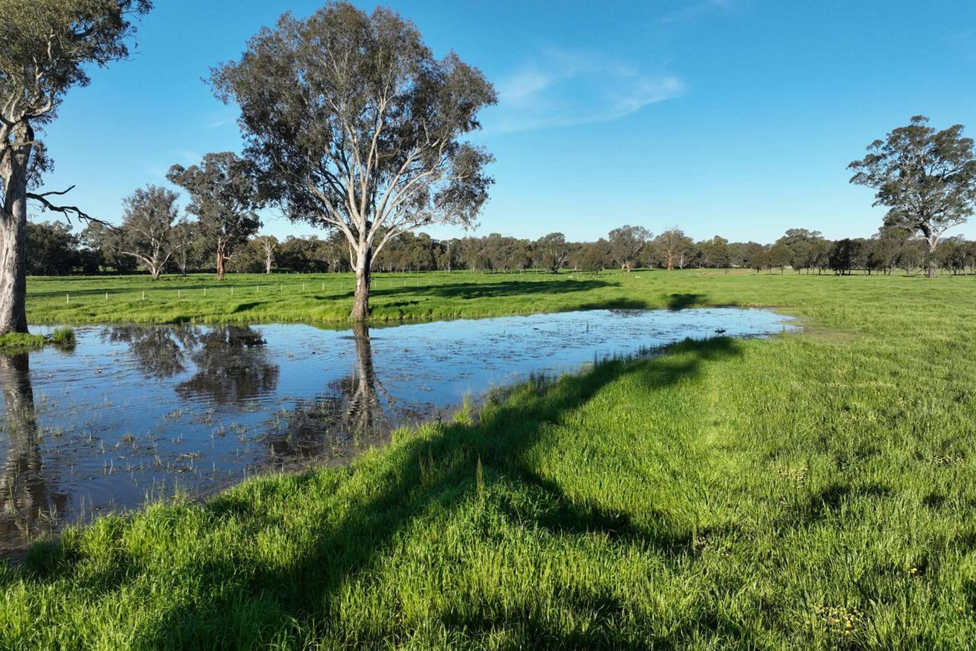 547 Culcairn Holbrook Road, Holbrook For Sale by Farmbuy.com - image 21