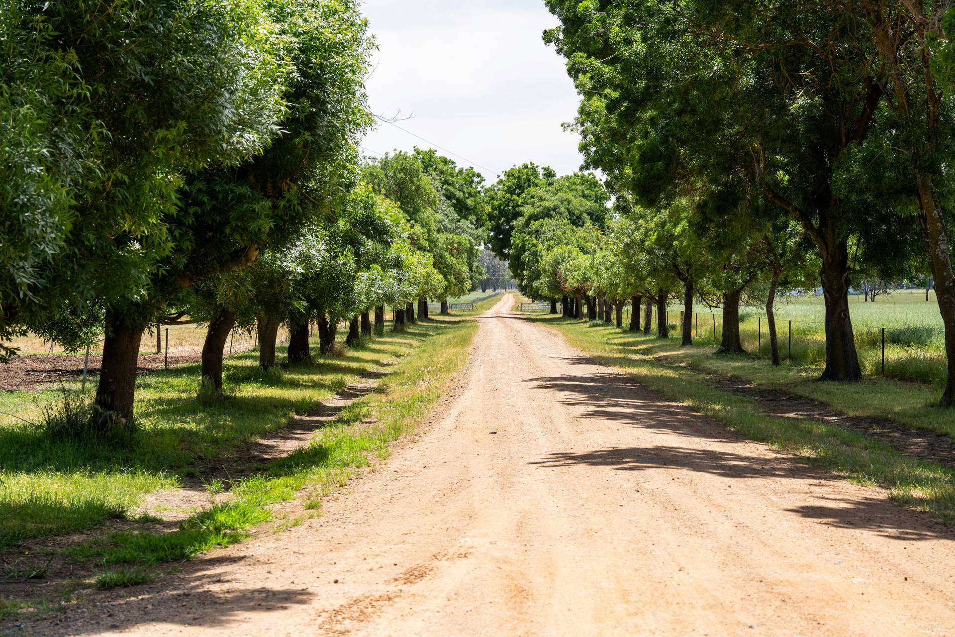 547 Culcairn Holbrook Road, Holbrook For Sale by Farmbuy.com - image 5