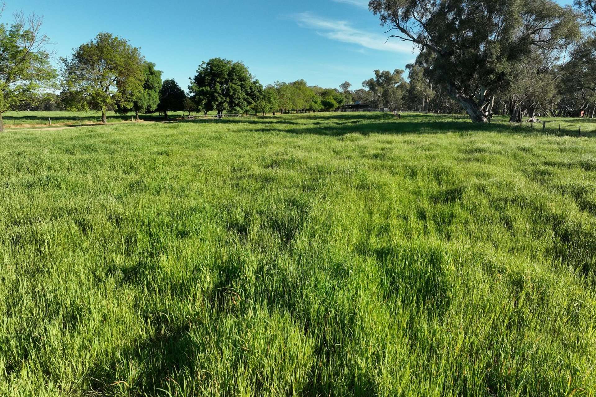 547 Culcairn Holbrook Road, Holbrook For Sale by Farmbuy.com - image 24