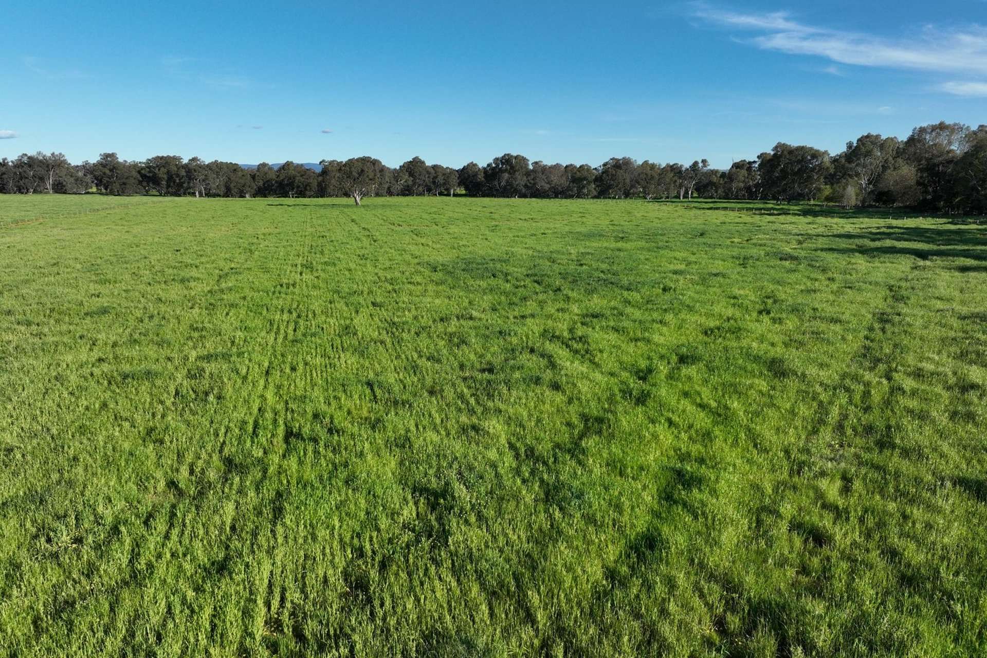 547 Culcairn Holbrook Road, Holbrook For Sale by Farmbuy.com - image 26