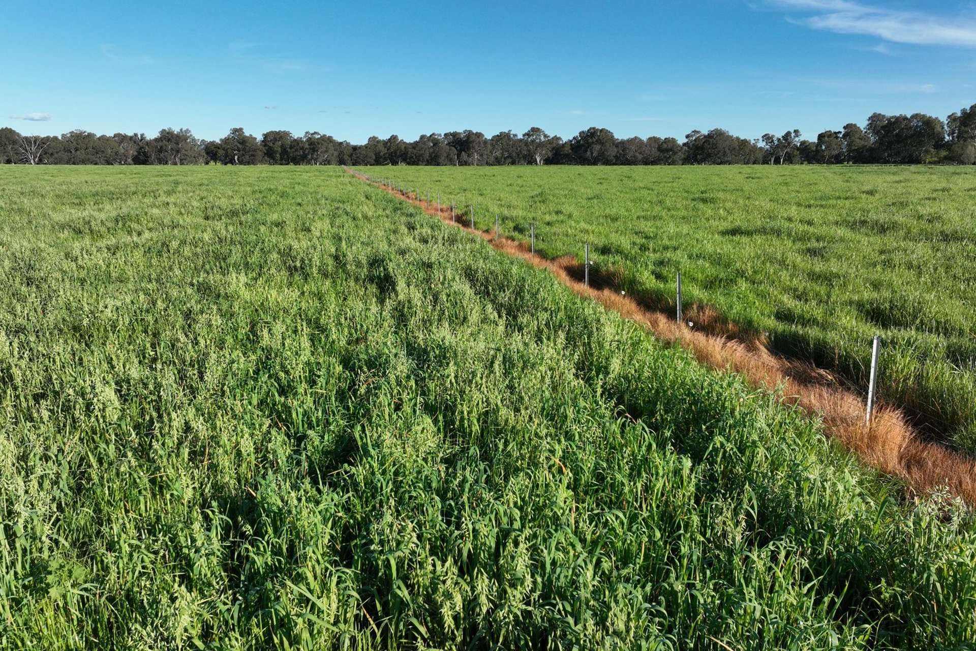 547 Culcairn Holbrook Road, Holbrook For Sale by Farmbuy.com - image 30