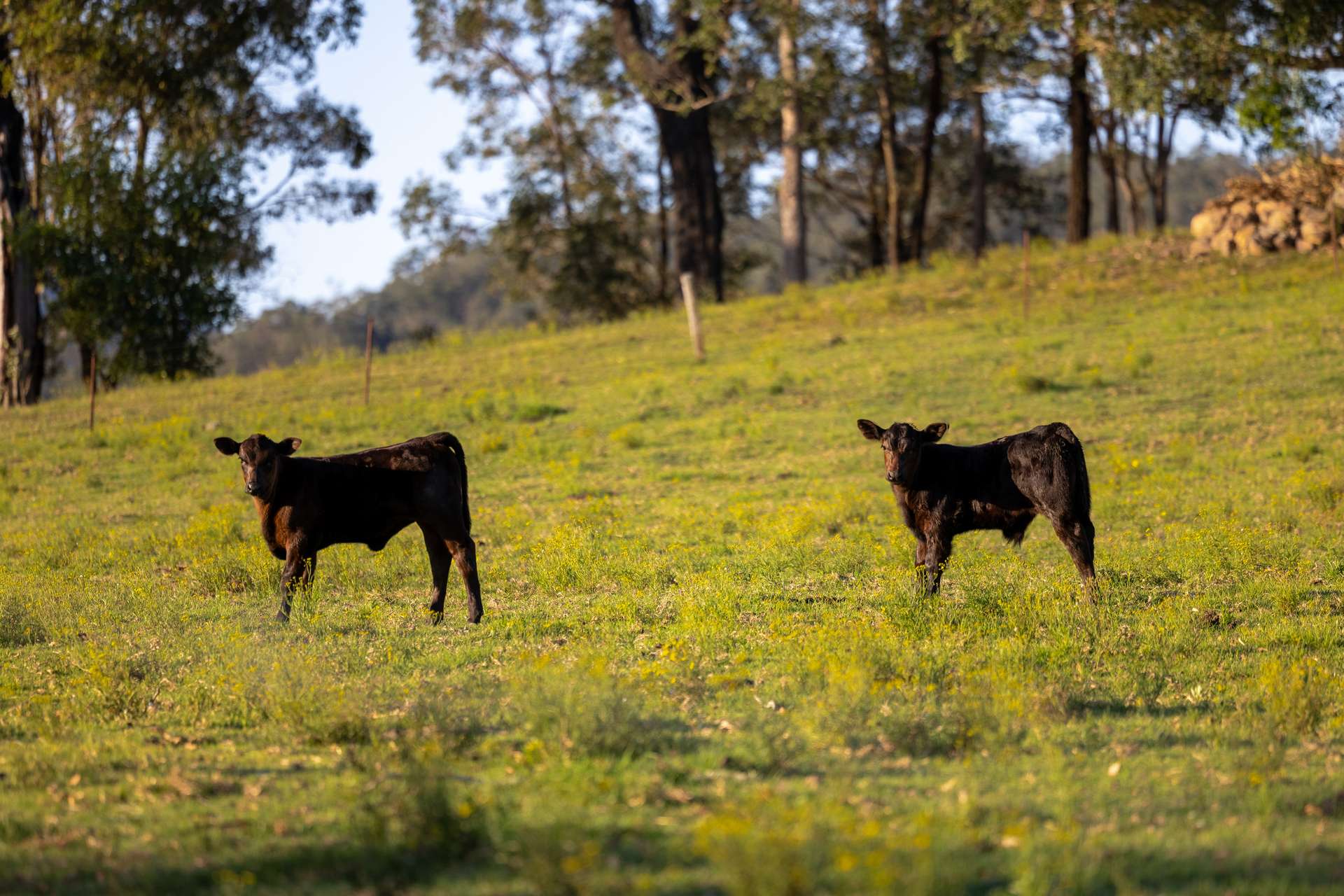 226 Turnback Road, Wherrol Flat Auction by Farmbuy.com - image 24