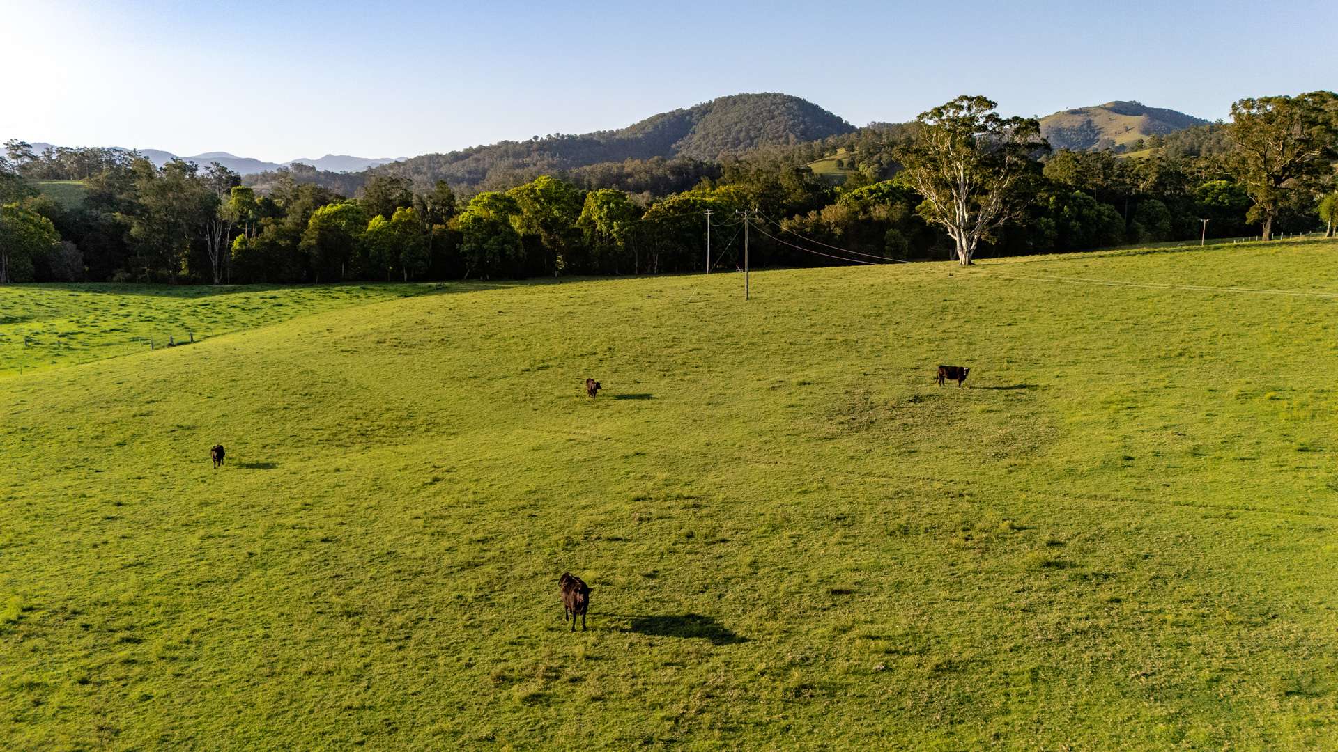 226 Turnback Road, Wherrol Flat Auction by Farmbuy.com - image 19