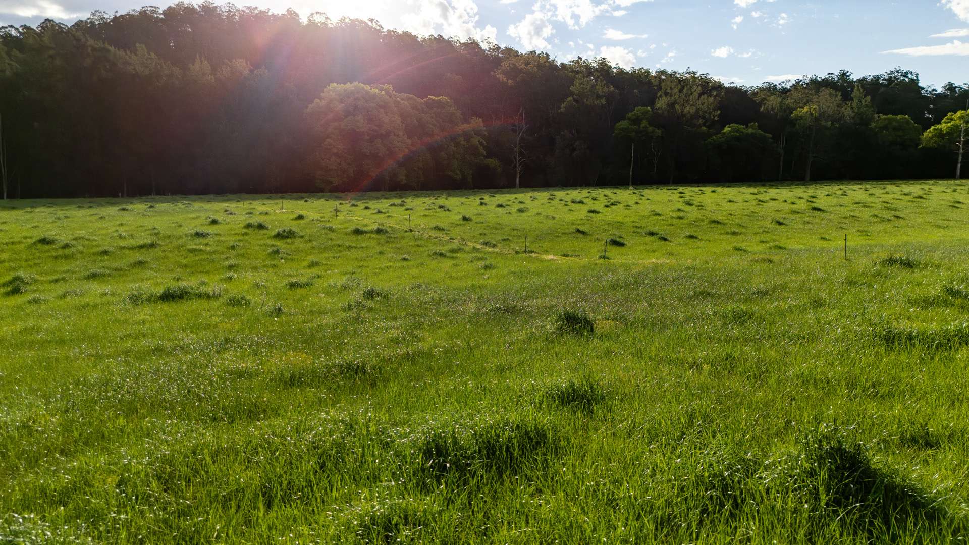 226 Turnback Road, Wherrol Flat Auction by Farmbuy.com - image 20