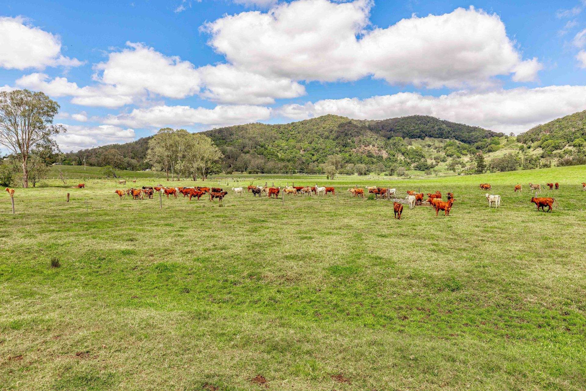 700 Neusavale Road, Neusa Vale For Sale by Farmbuy.com - image 30