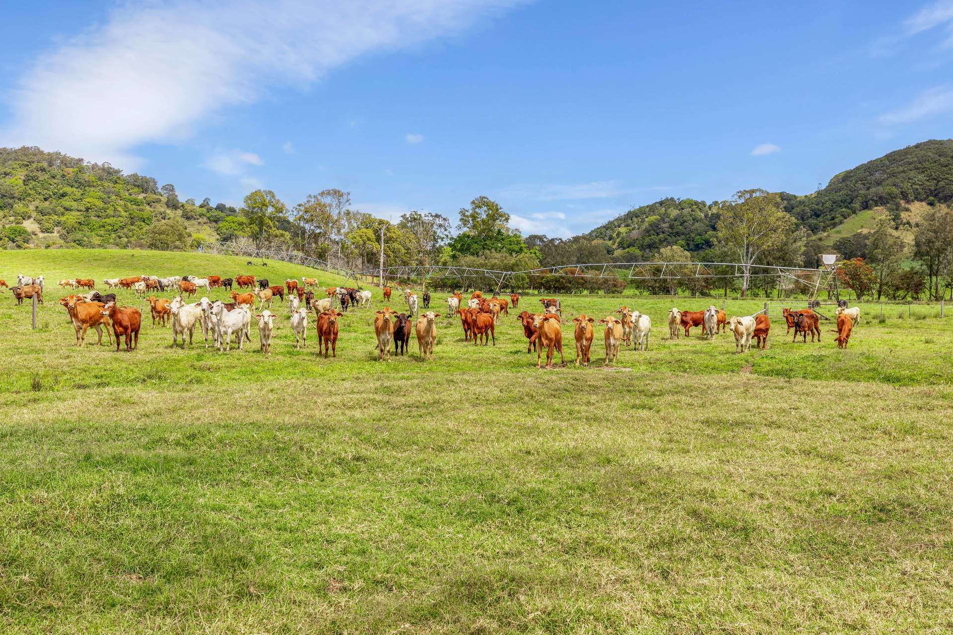 700 Neusavale Road, Neusa Vale For Sale by Farmbuy.com - image 6