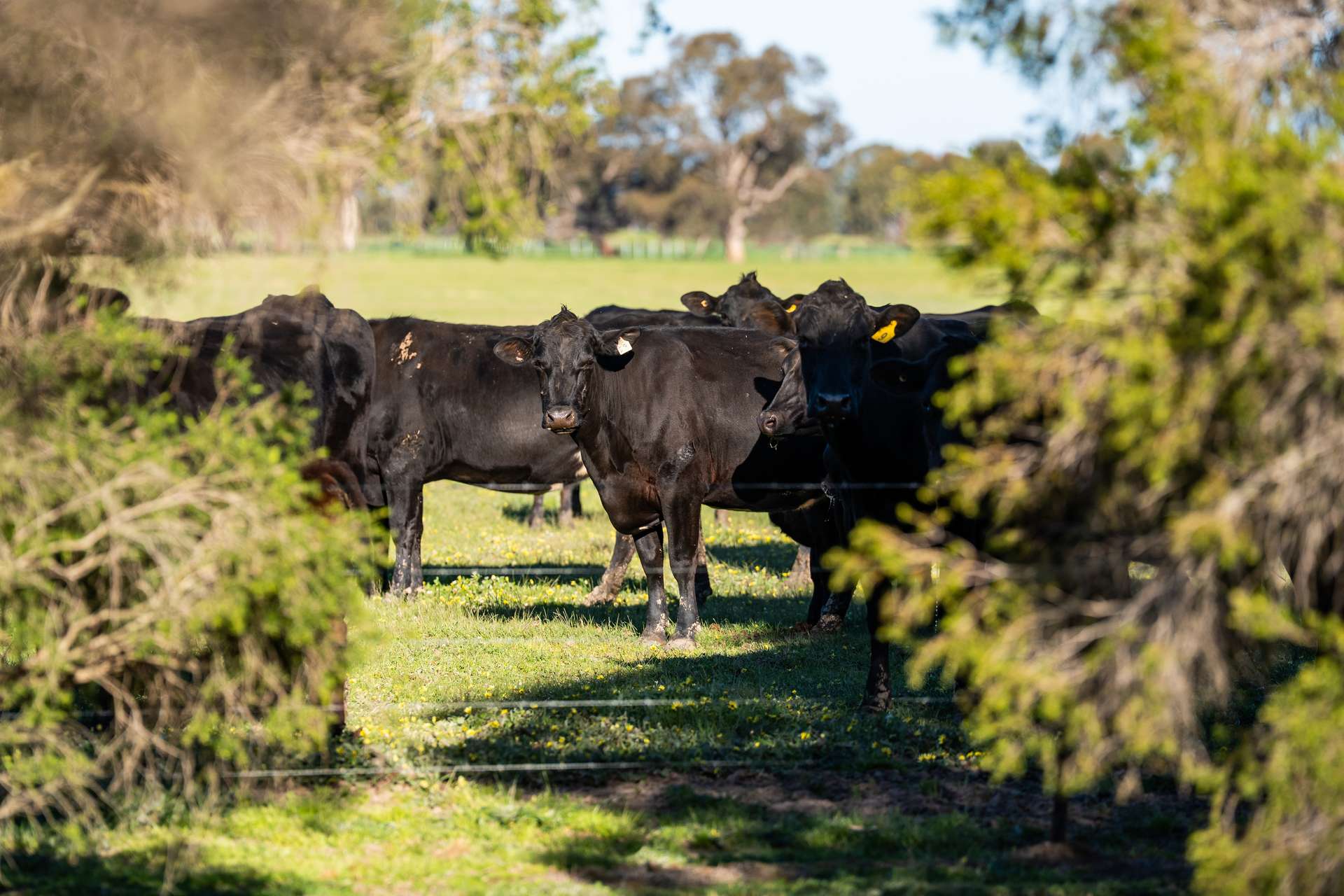 65 Lee Valley Road, Collendina For Sale by Farmbuy.com - image 30