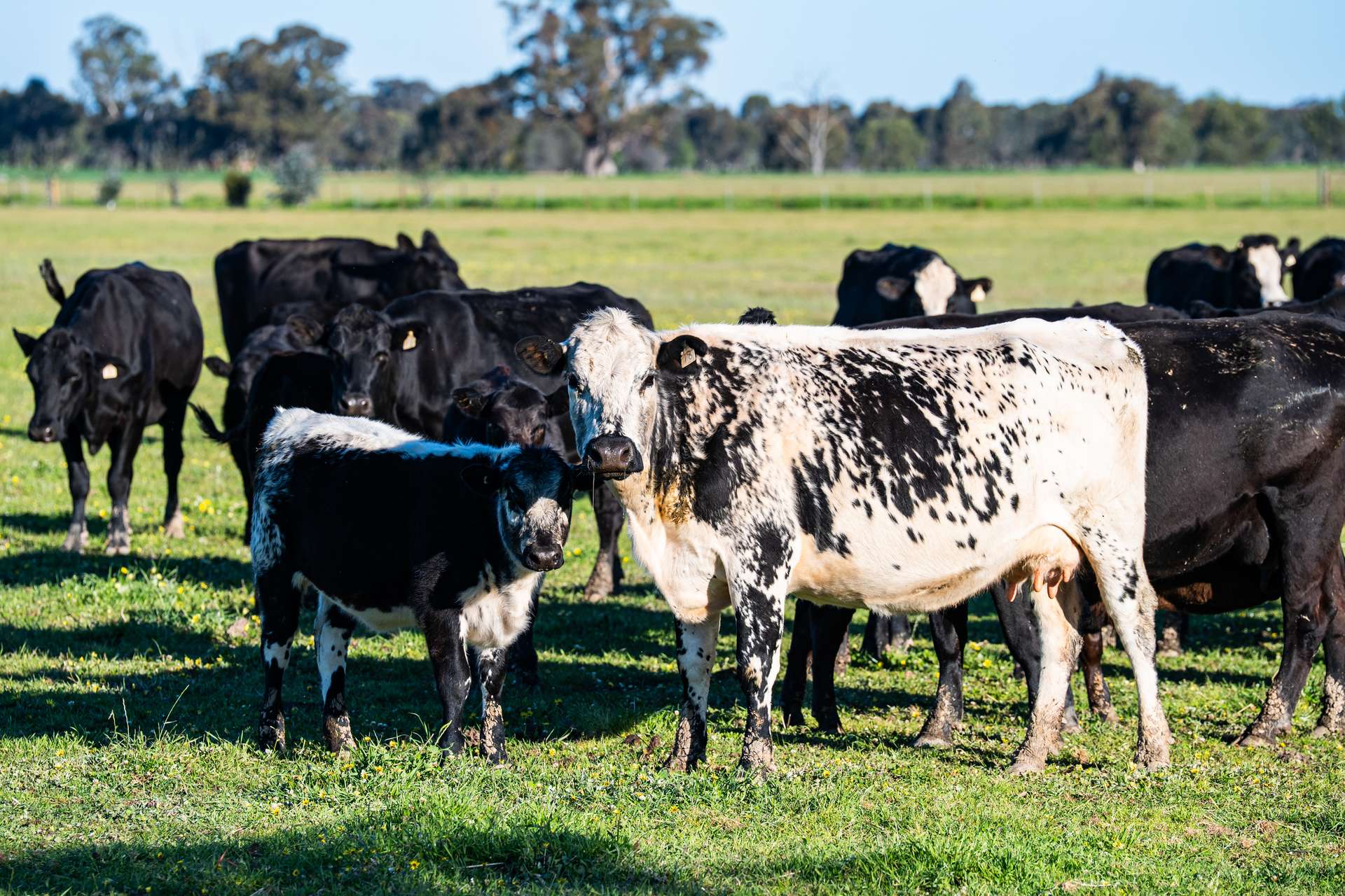 65 Lee Valley Road, Collendina For Sale by Farmbuy.com - image 31