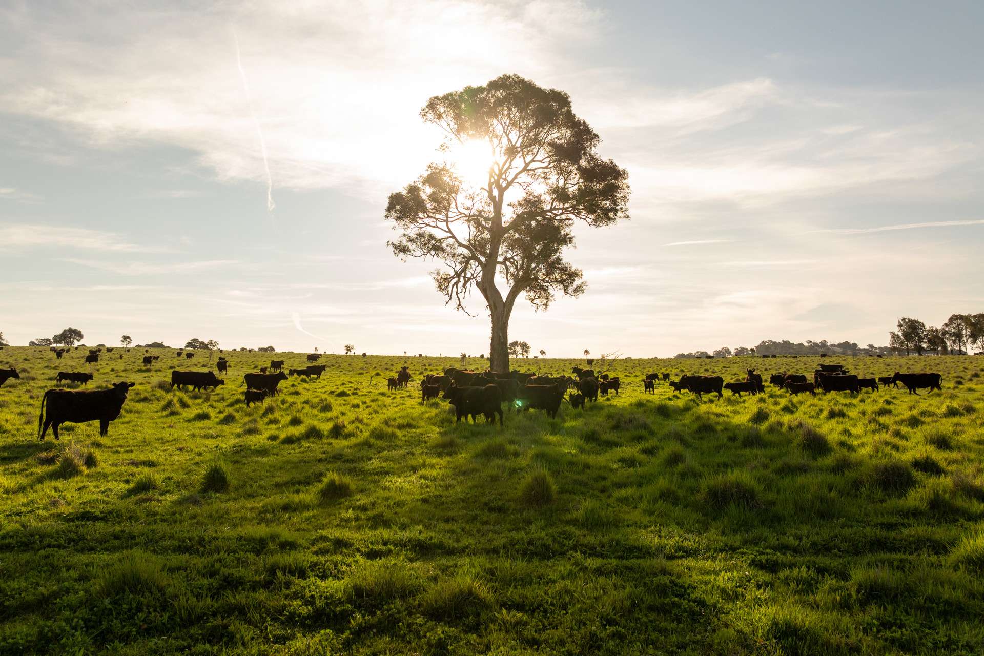 713 Lachlan Valley Way, Boorowa For Sale by Farmbuy.com - image 6