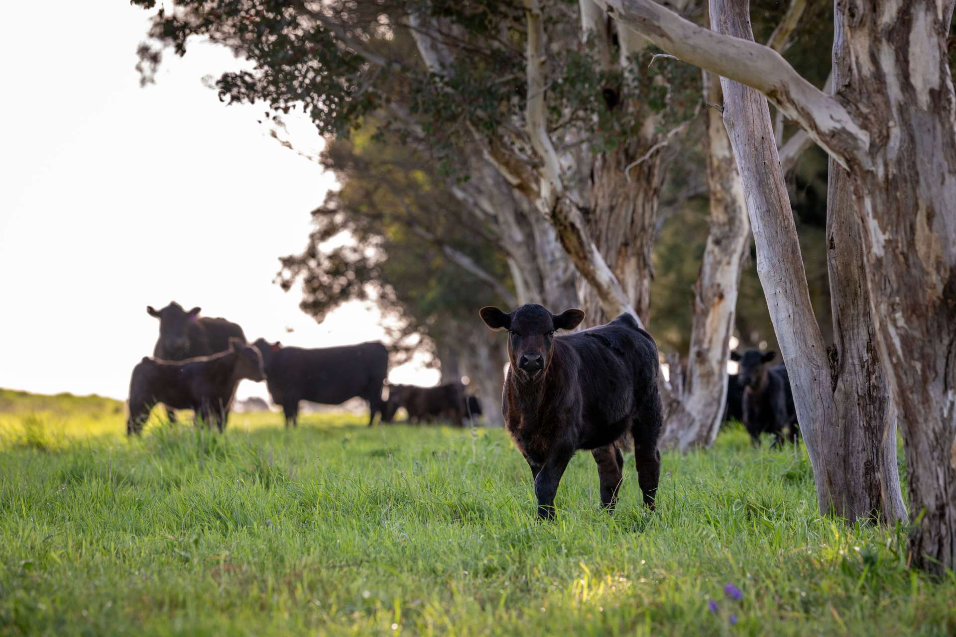 713 Lachlan Valley Way, Boorowa For Sale by Farmbuy.com - image 34