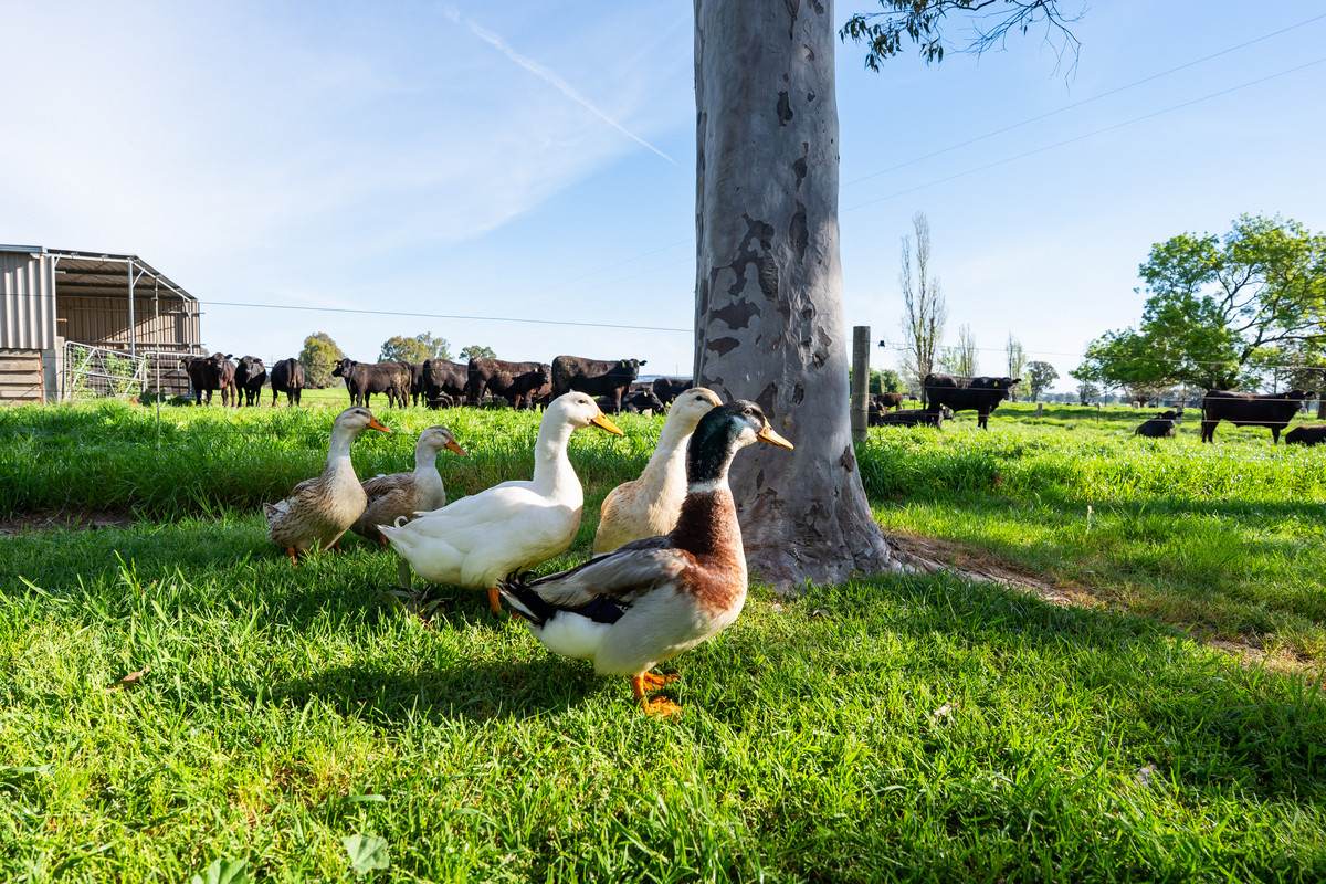 162 Hoults Lane, Moyhu For Sale by Farmbuy.com - image 25